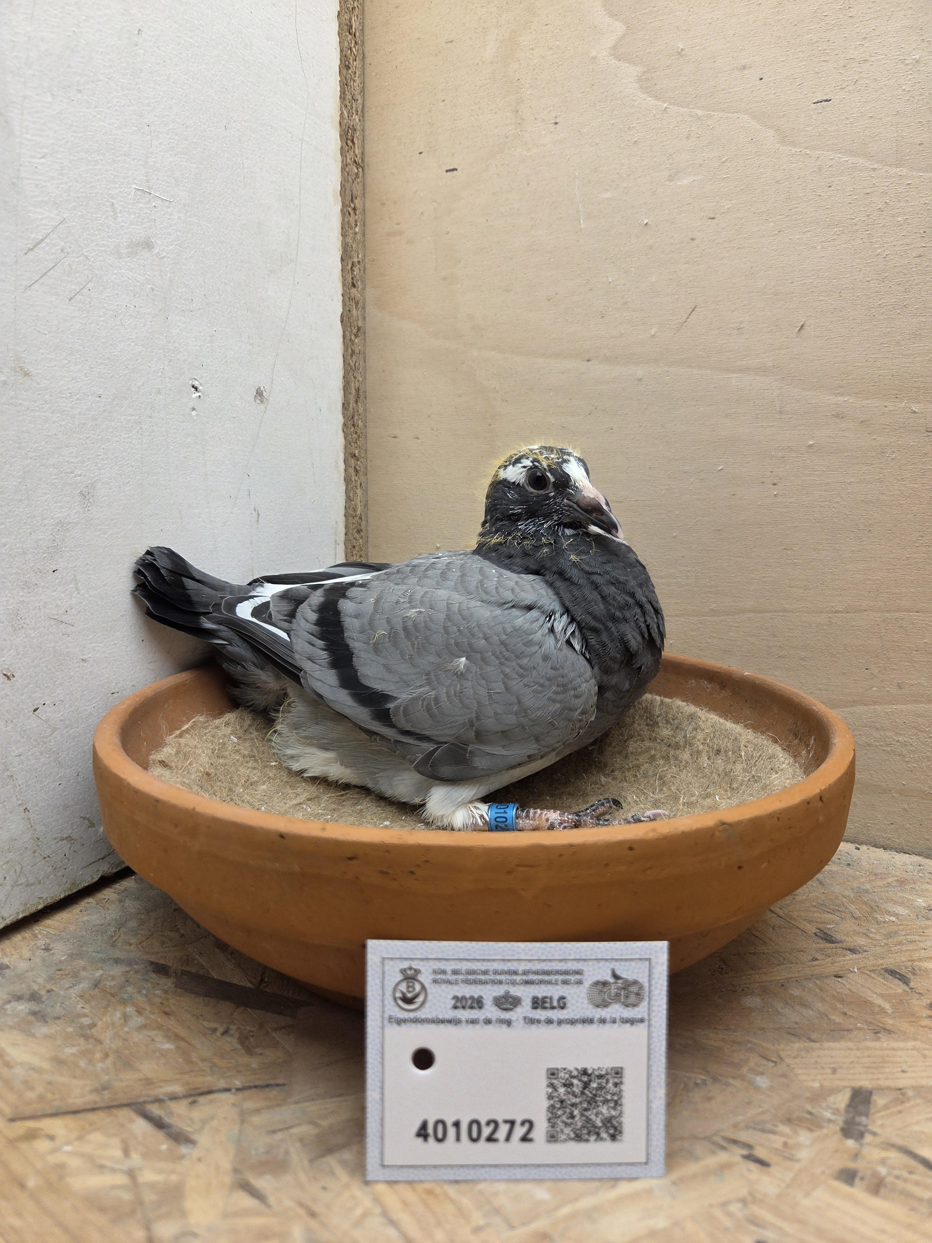 272 - Porsche-lijn Appelmans x Brans