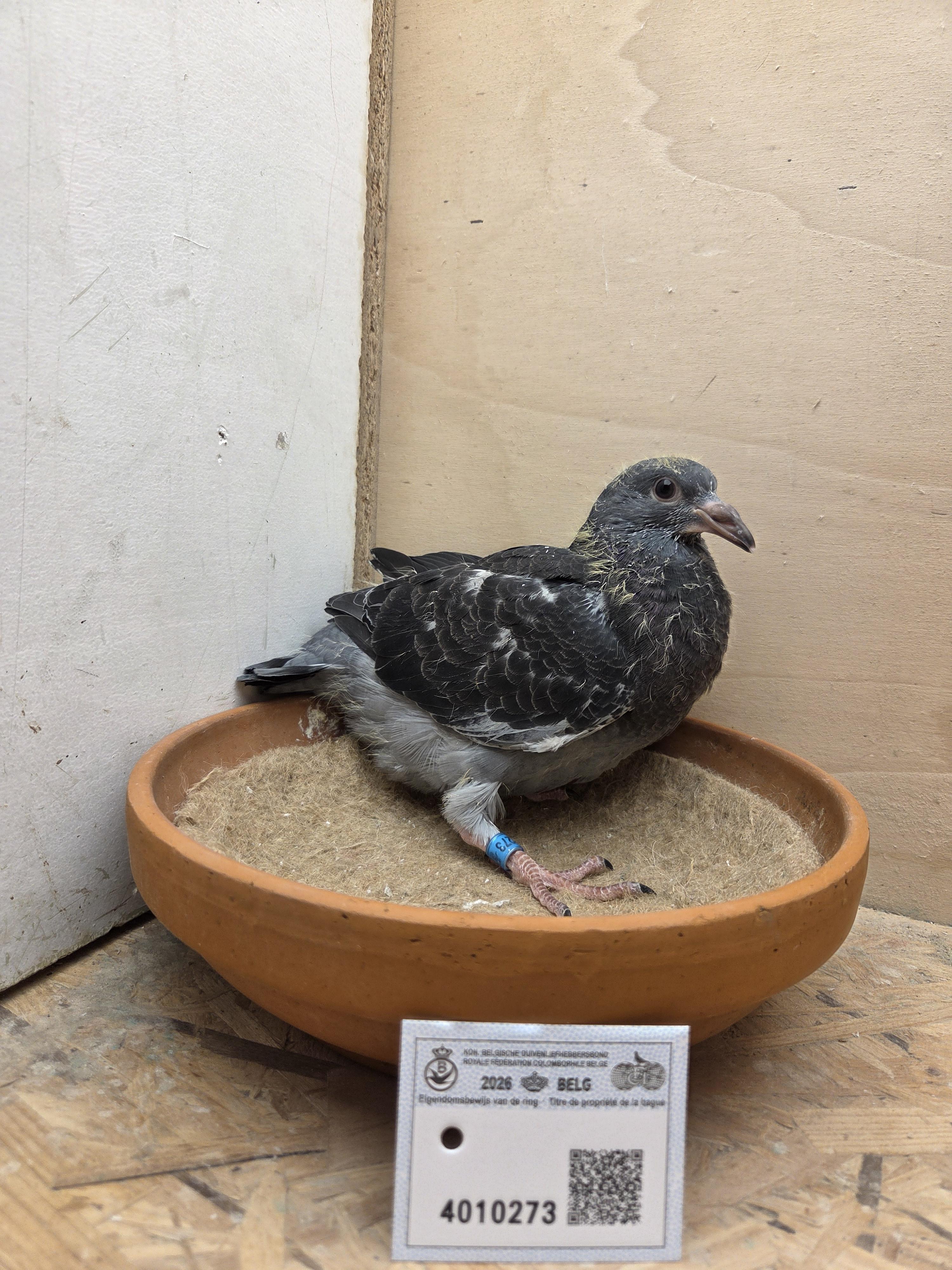 273 - Porsche-lijn Appelmans x Brans