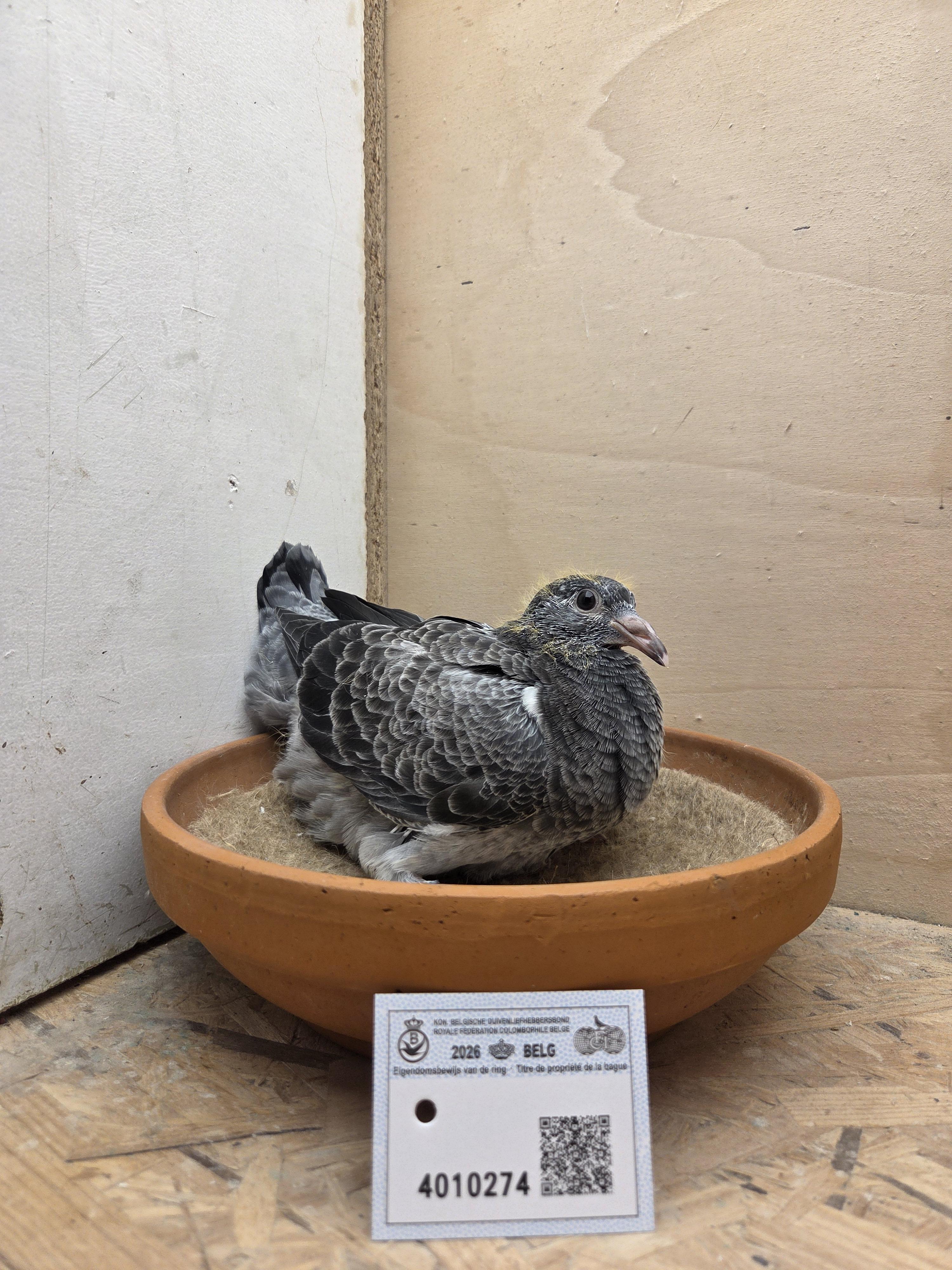 274 - Porsche-lijn Appelmans x Brans