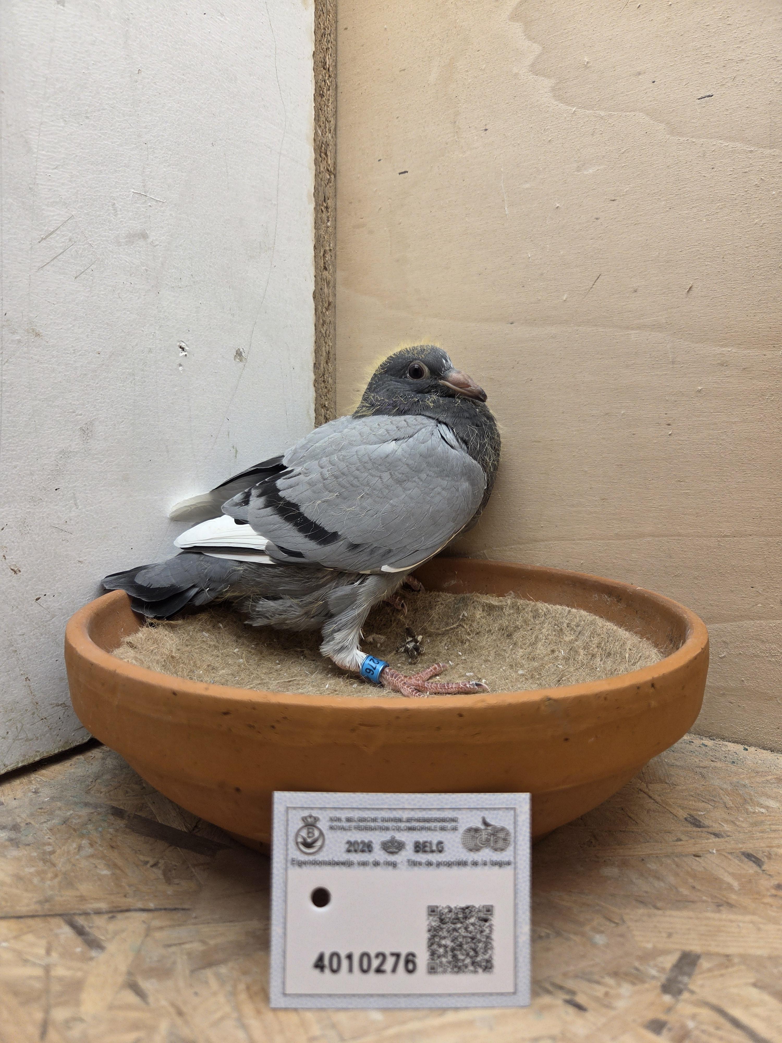 276 - Porsche-lijn x Van Dijck