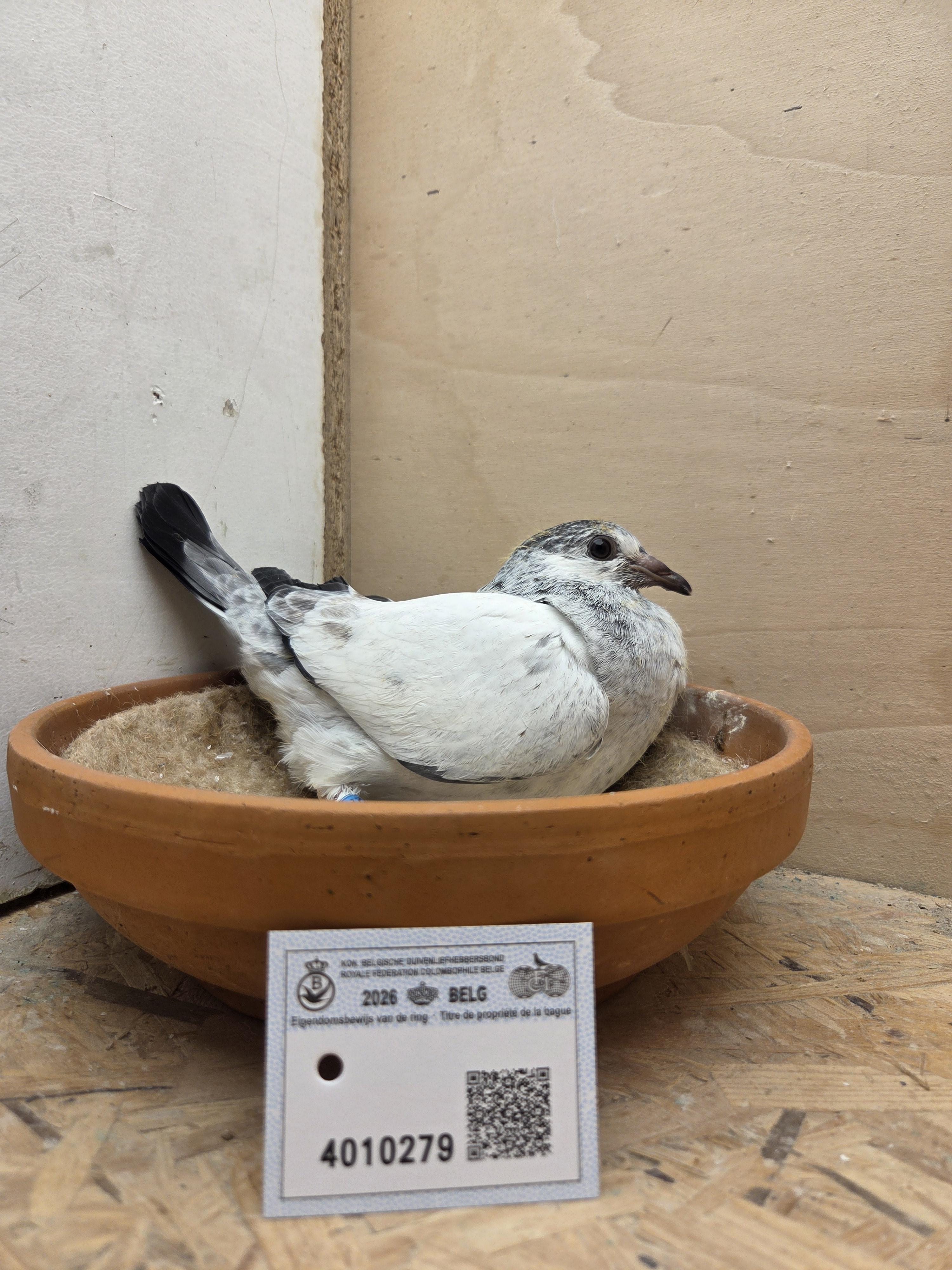 279 - Van Dijck x Van Limbergen