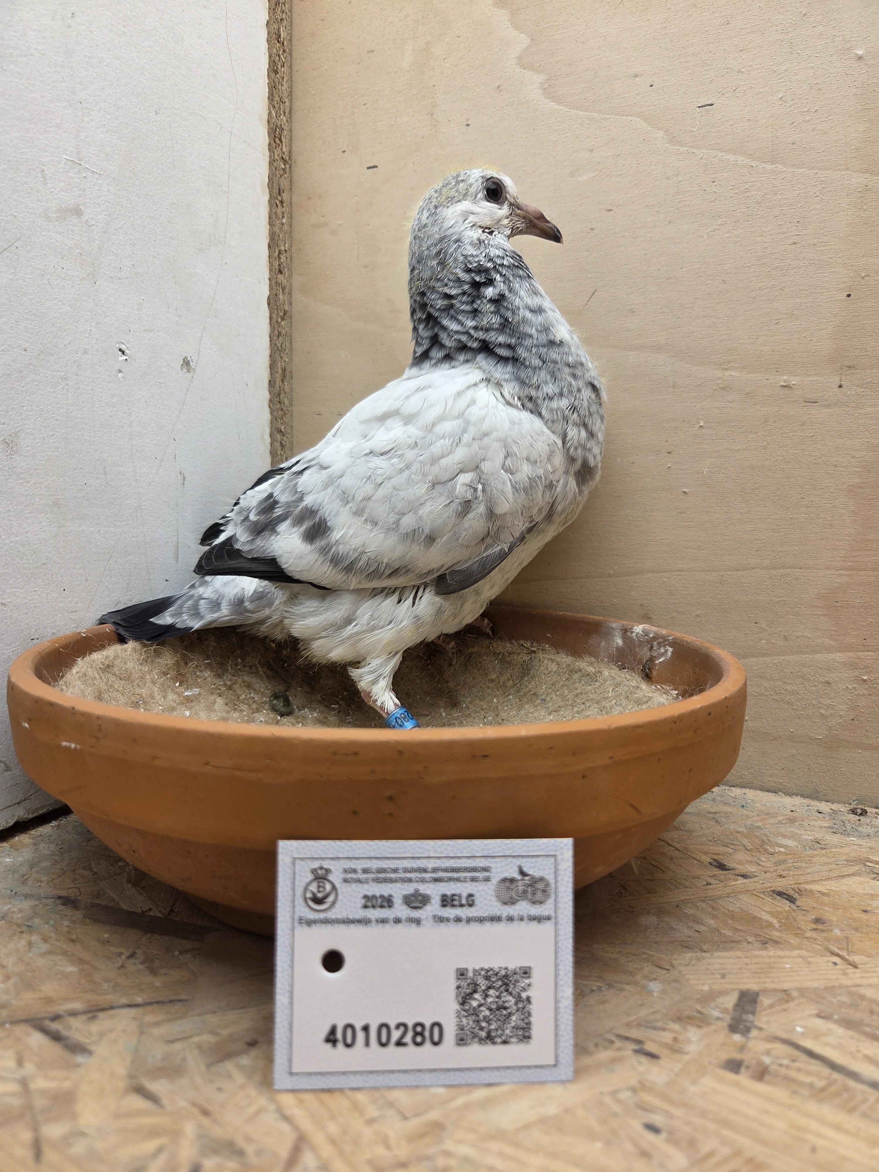 280 - Van Dijck x Van Limbergen