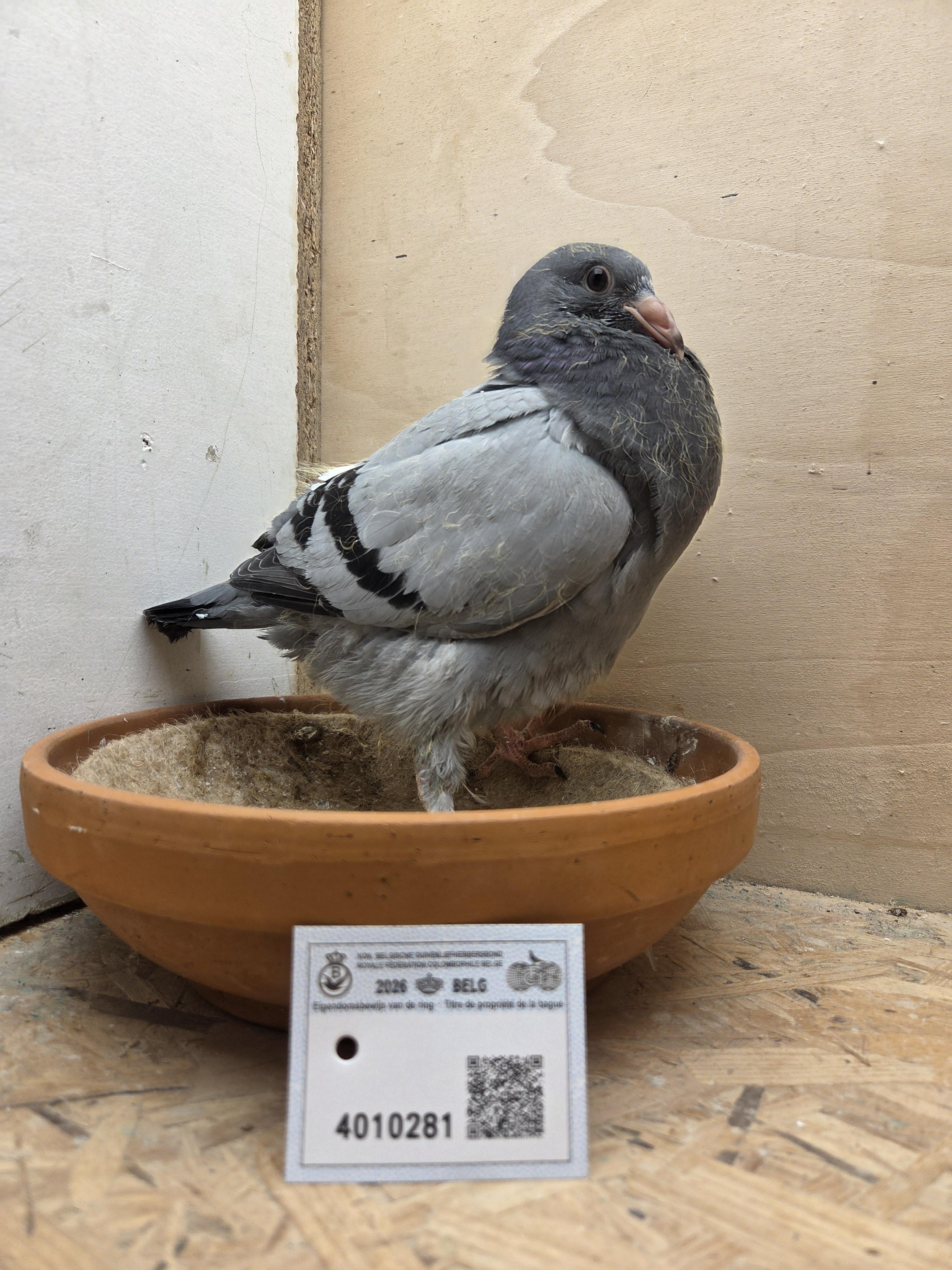 281 - Van Dijck x Brans