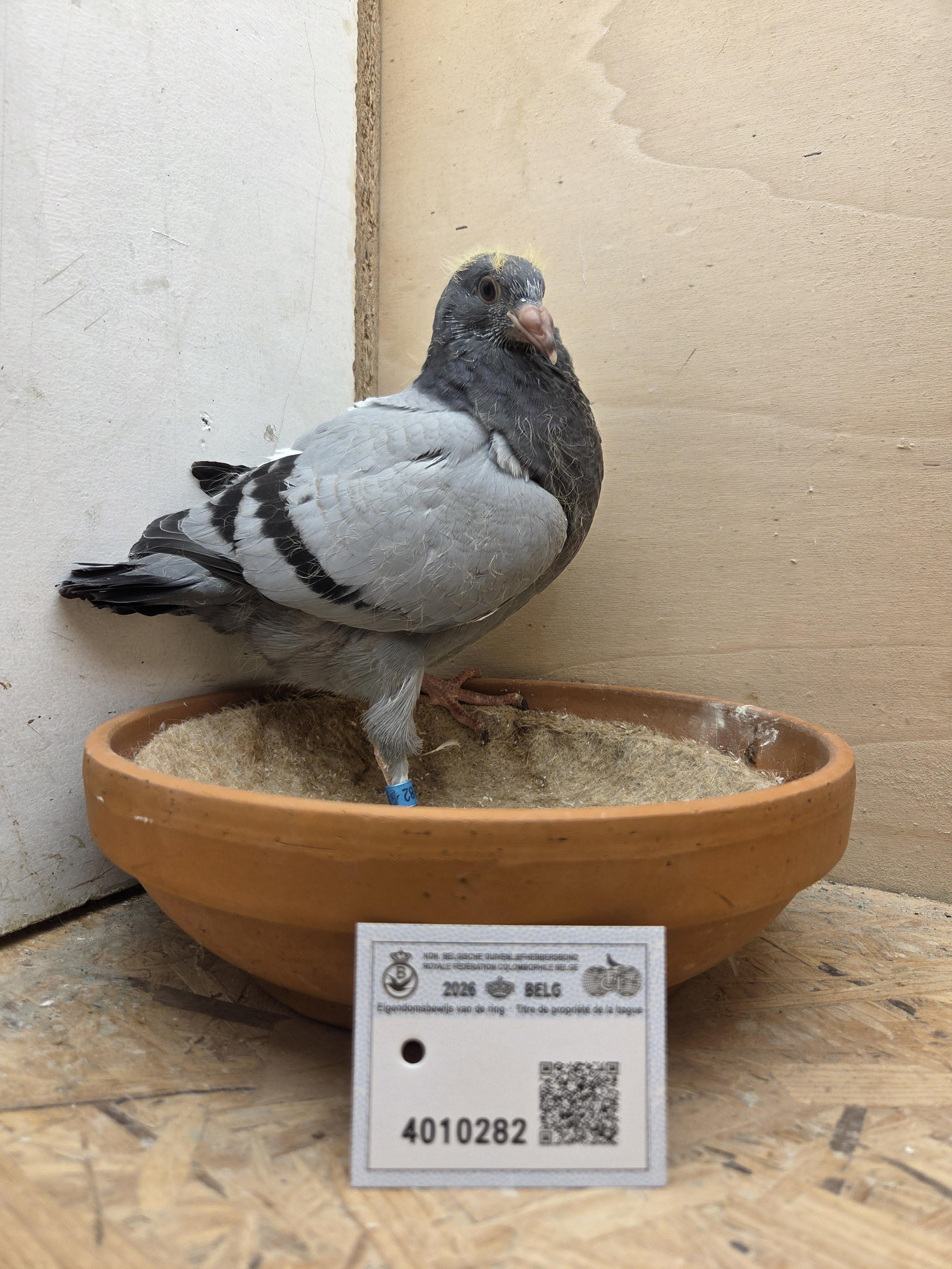 282 - Van Dijck x Brans