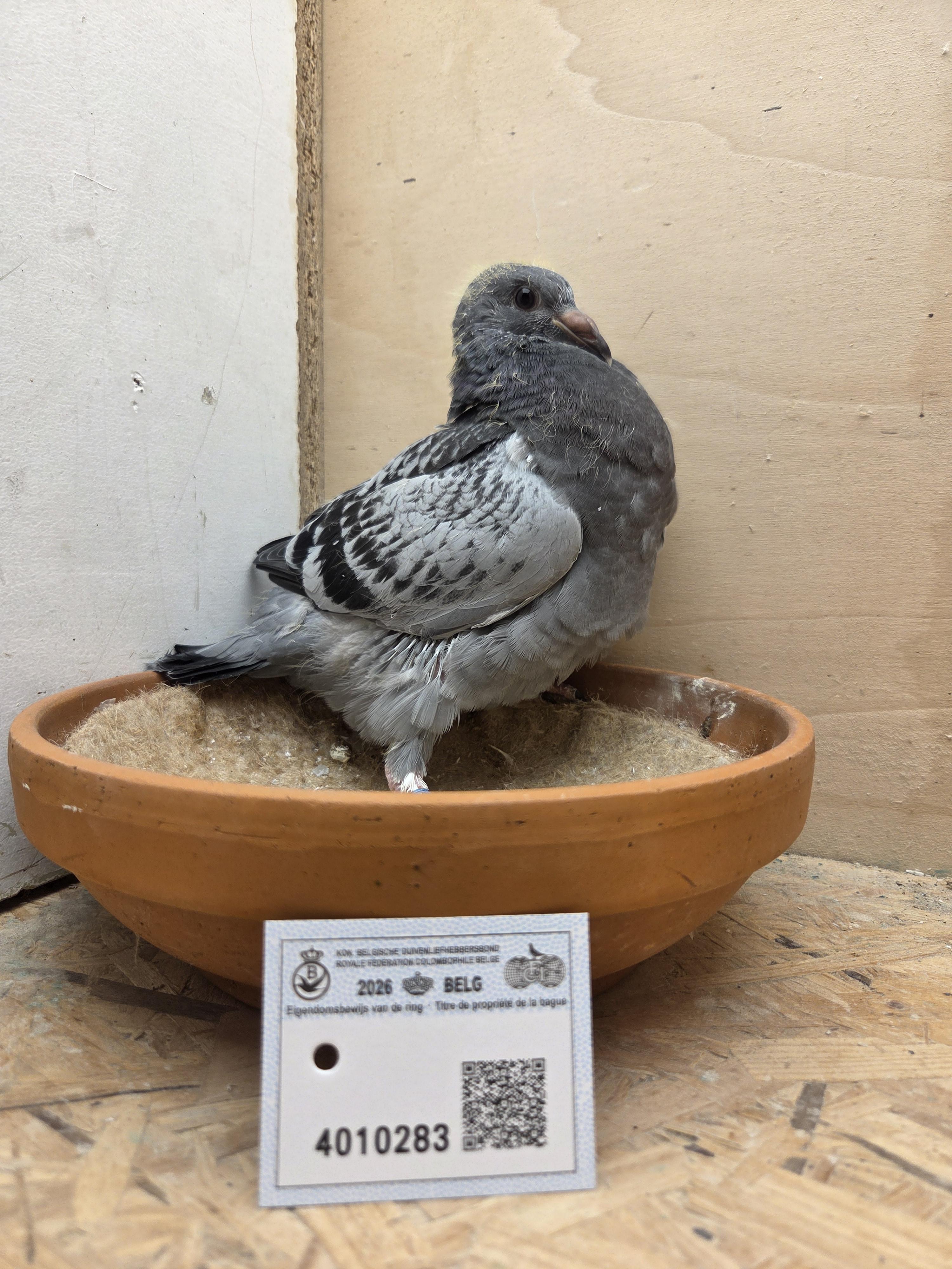 283 - Van Dijck x Brans