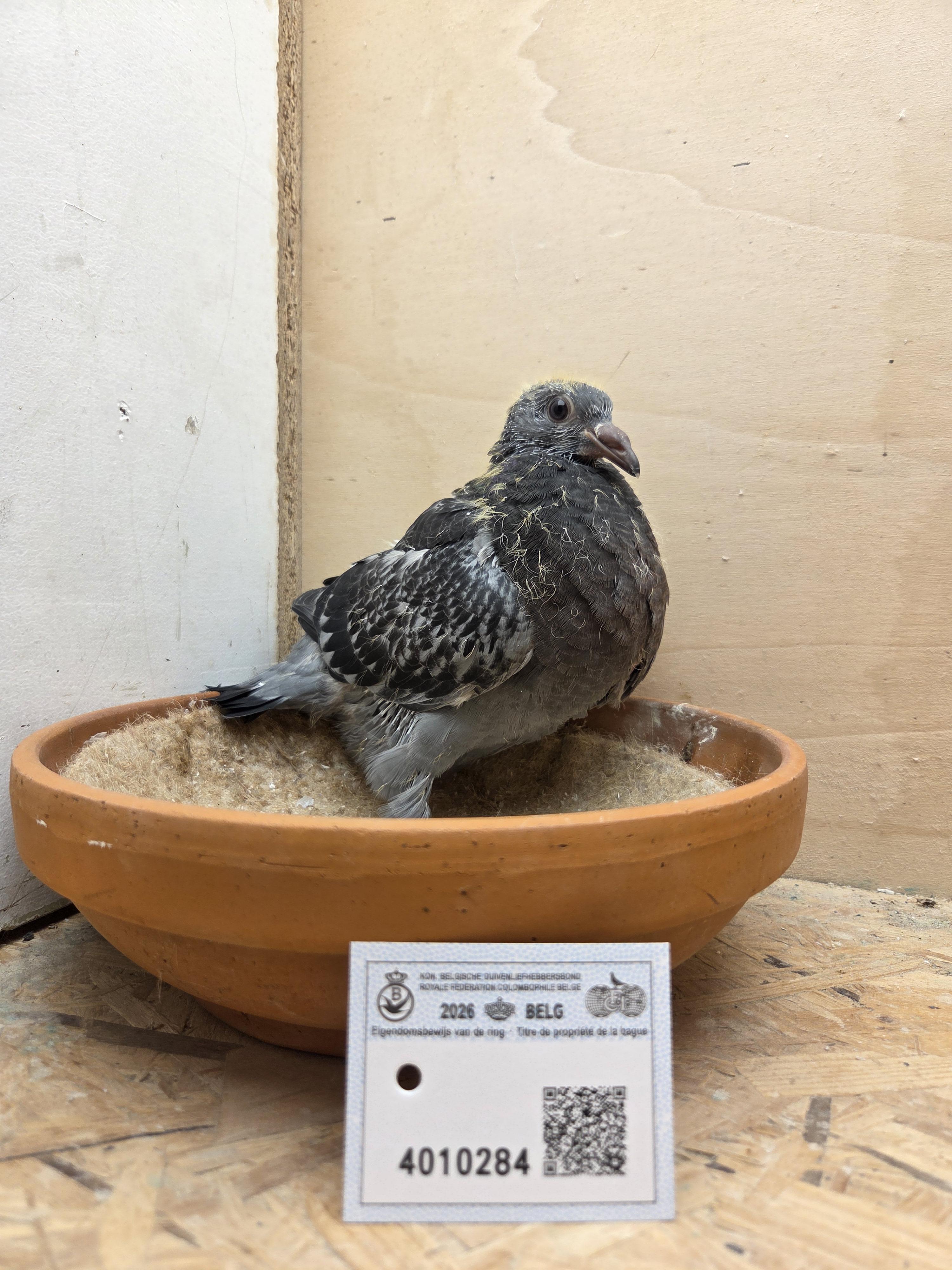 284 - Van Dijck x Brans