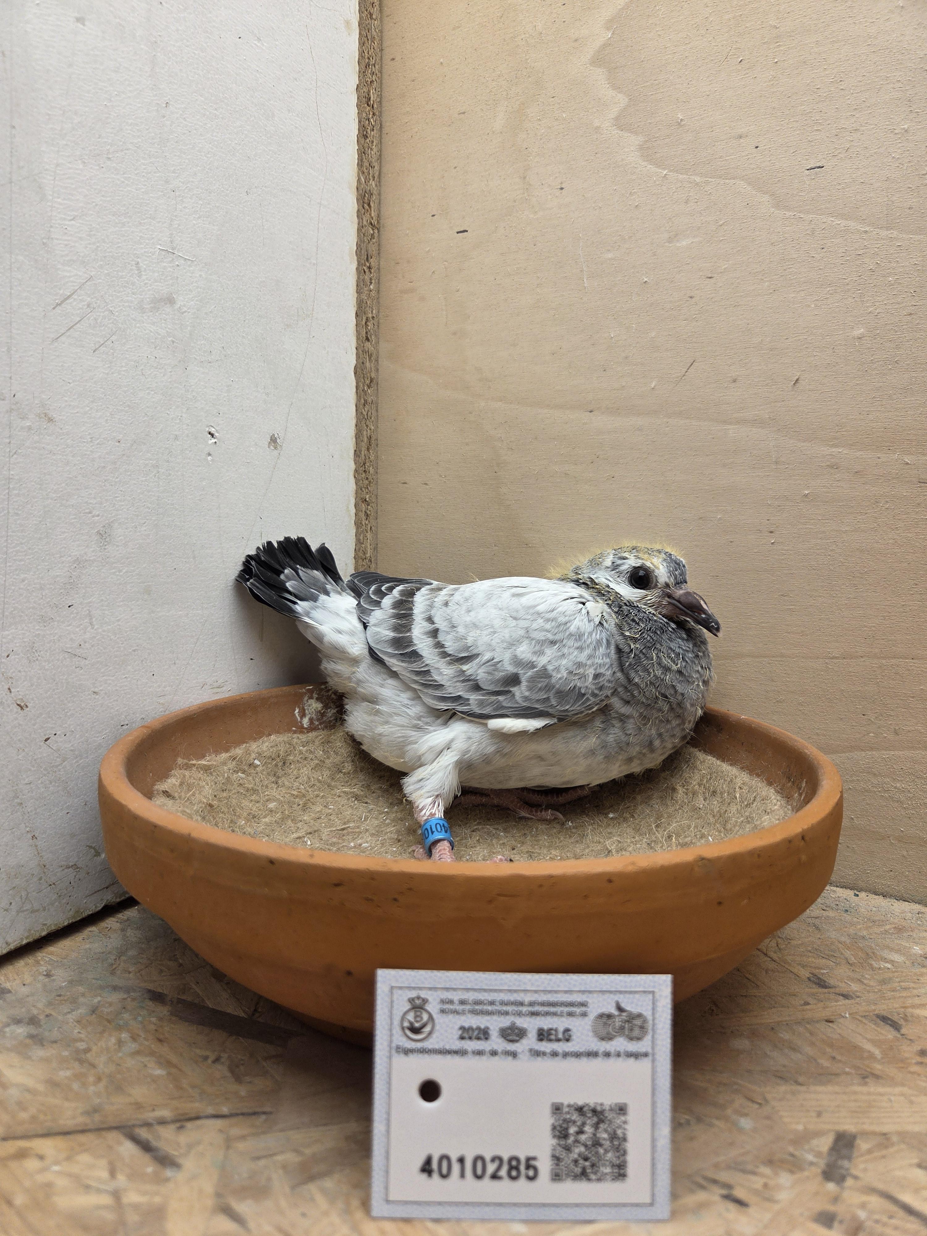 285 - Porsche-lijn Appelmans x Brans