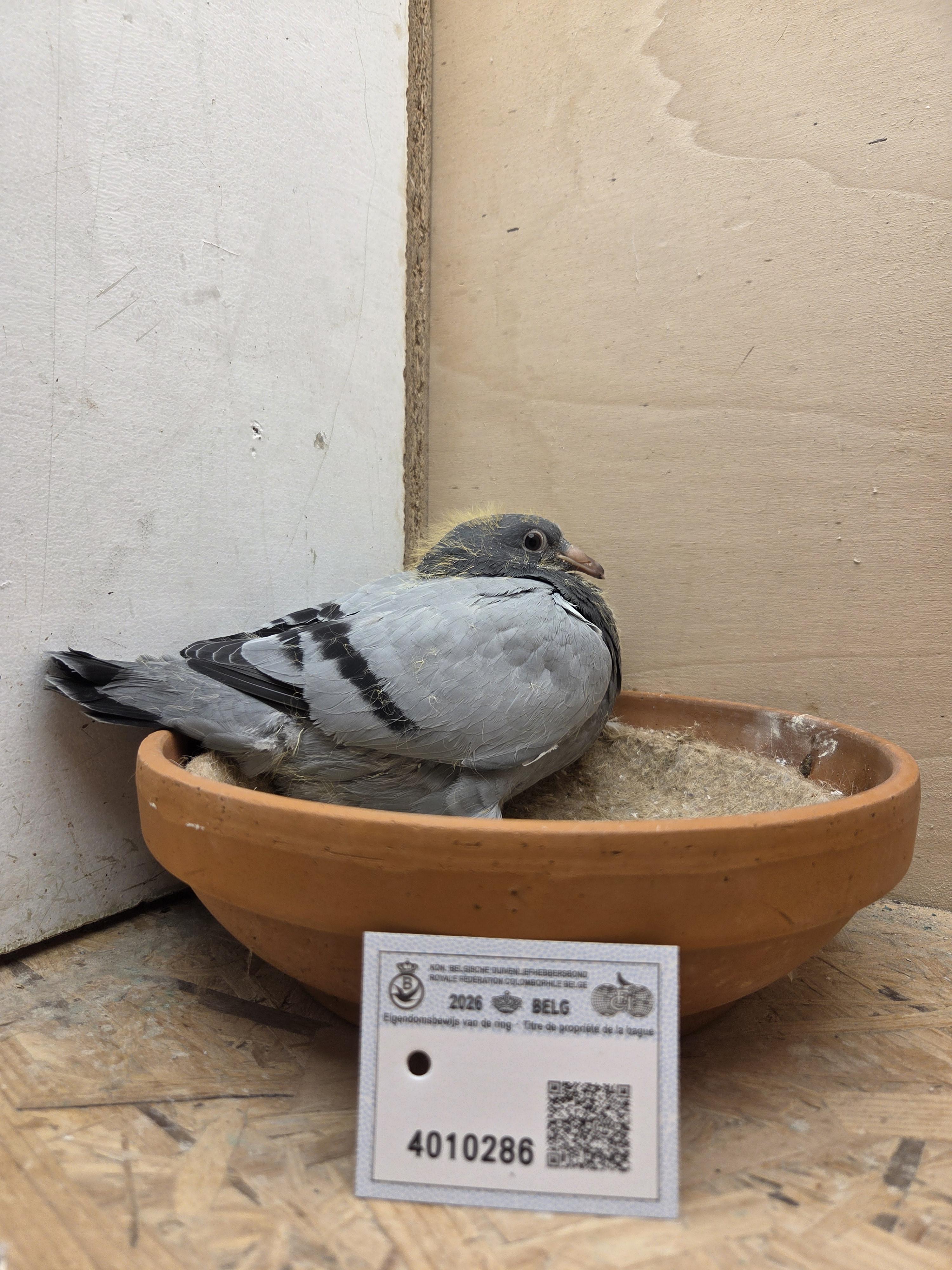 286 - Van Limbergen x Porsche-lijn