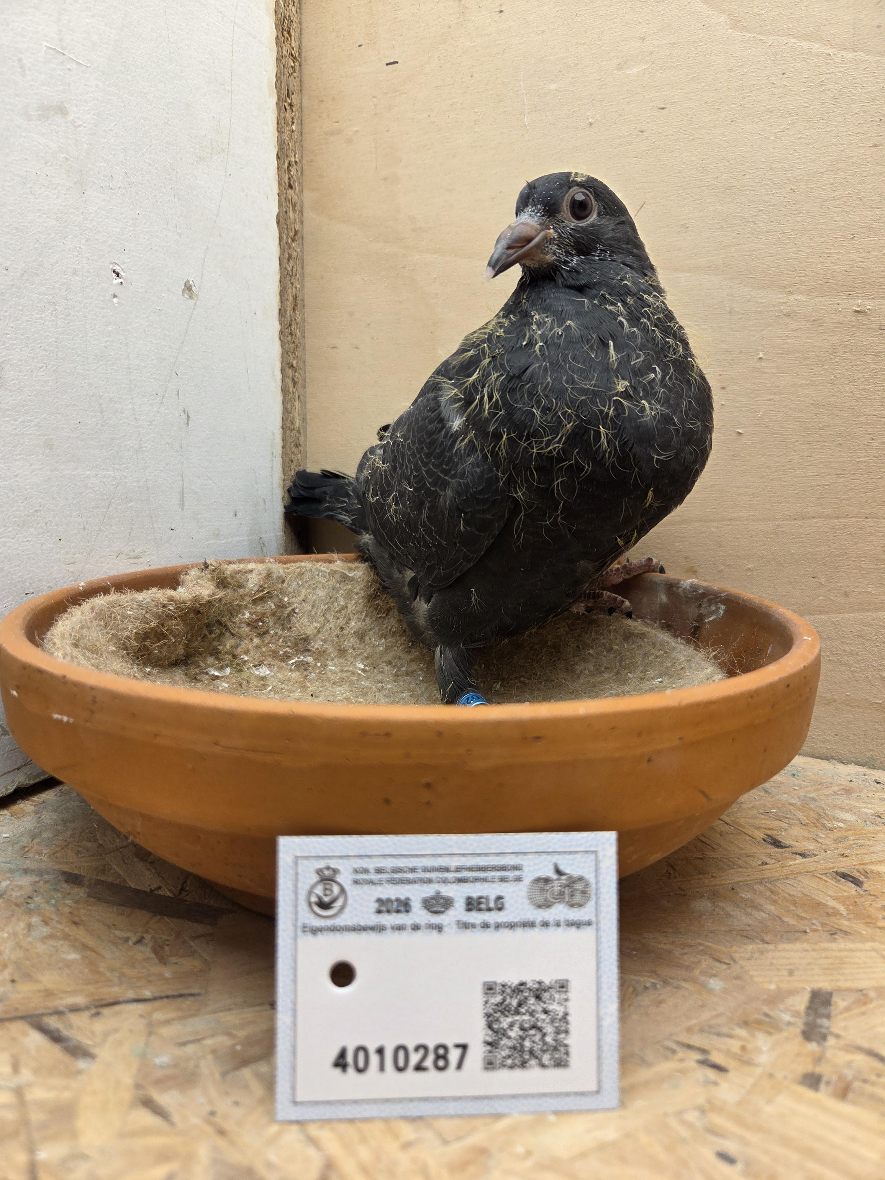 287 - Van Limbergen x Porsche-lijn