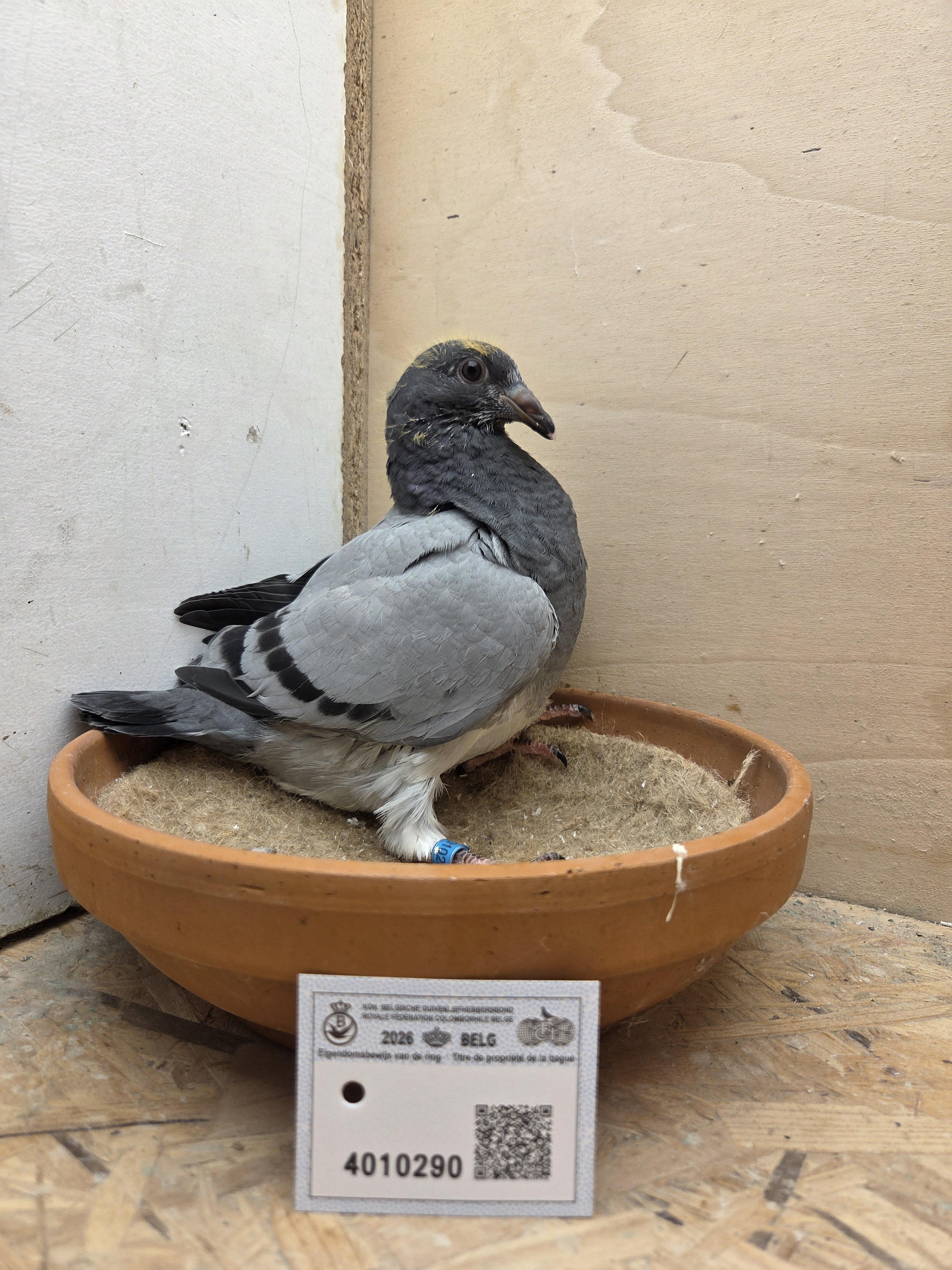 290 - Brans x Porsche-lijn Appelmans