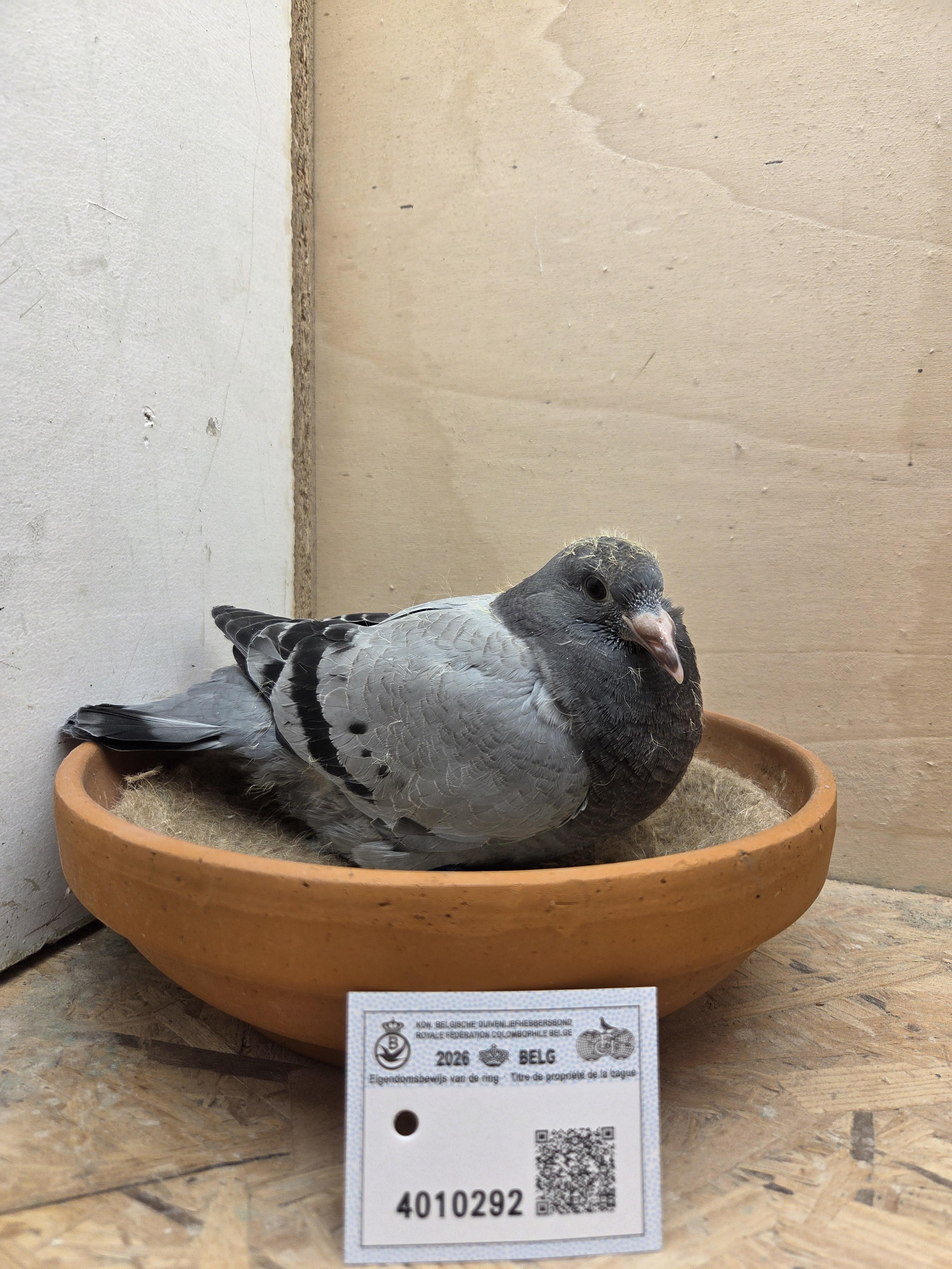 292 - Porsche-lijn Appelmans x Brans