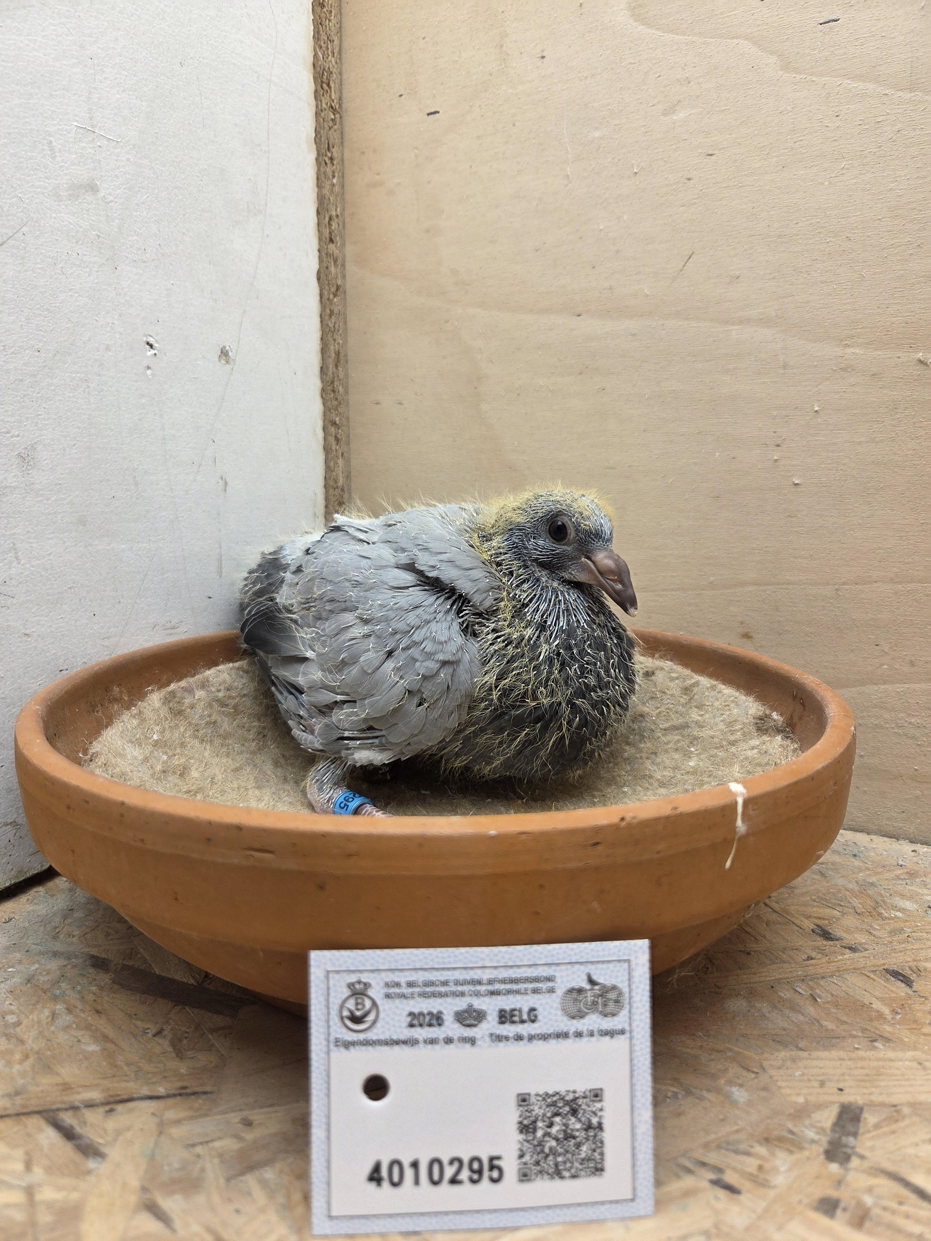 295 - Porsche-lijn x Van Dijck