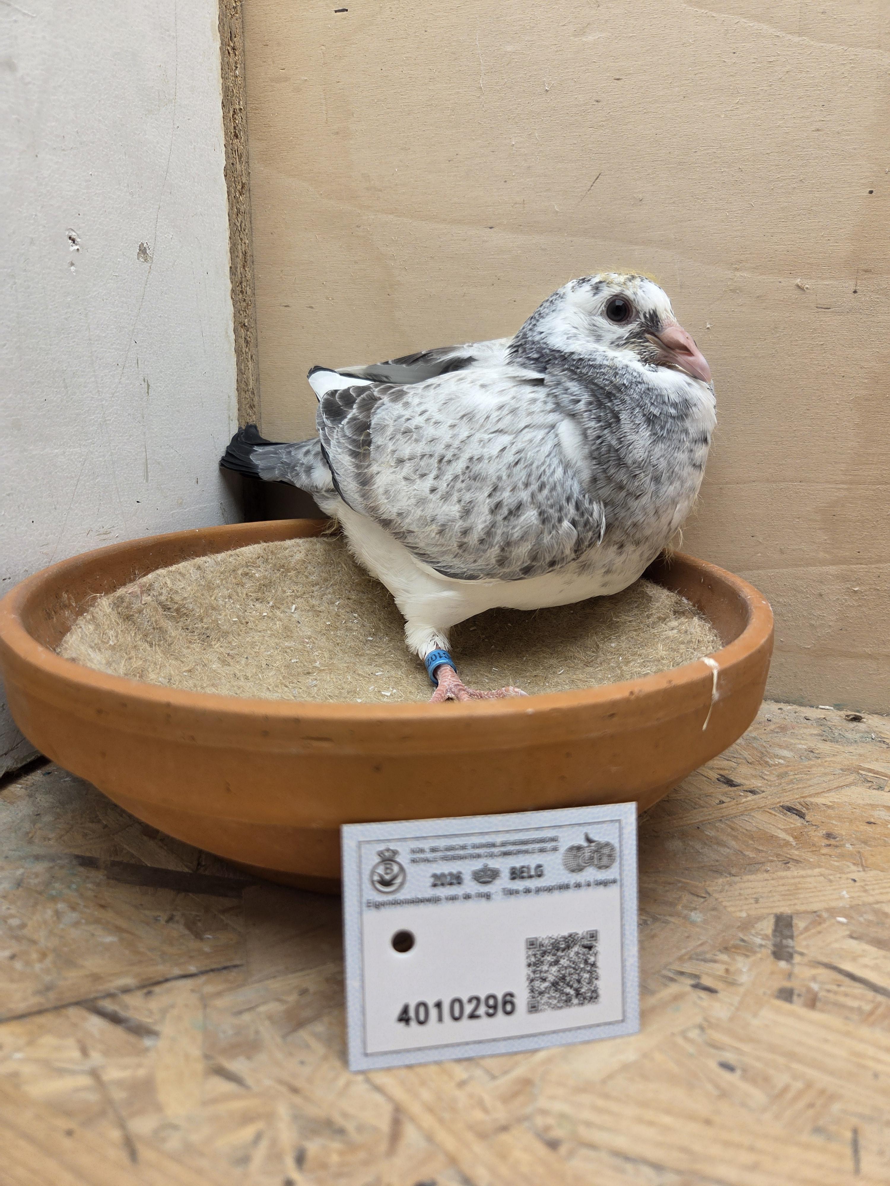 296 - Porsche-lijn x Vrancken-Berden