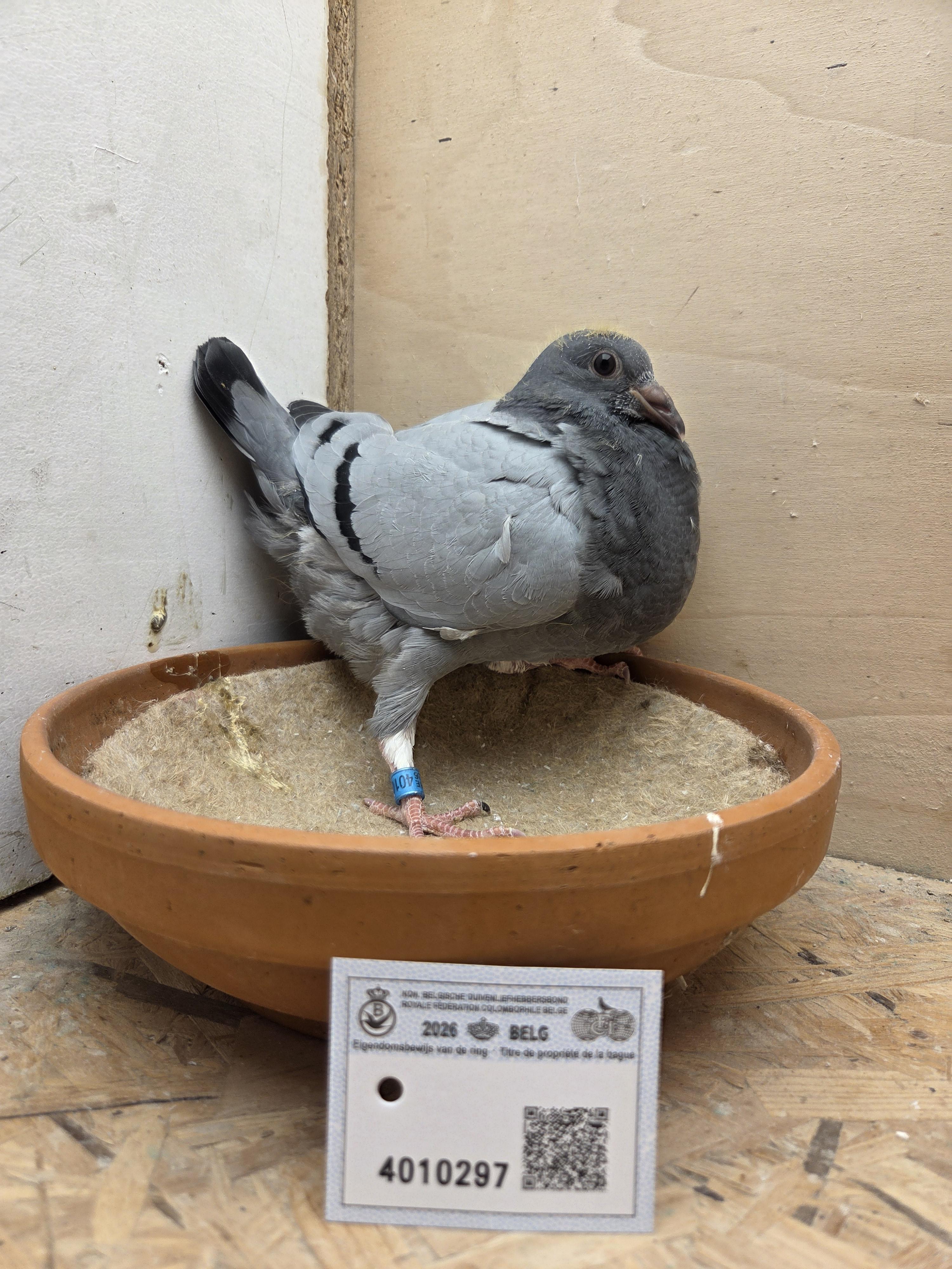 297 - Kleinzoon Pitbull x Porsche-lijn