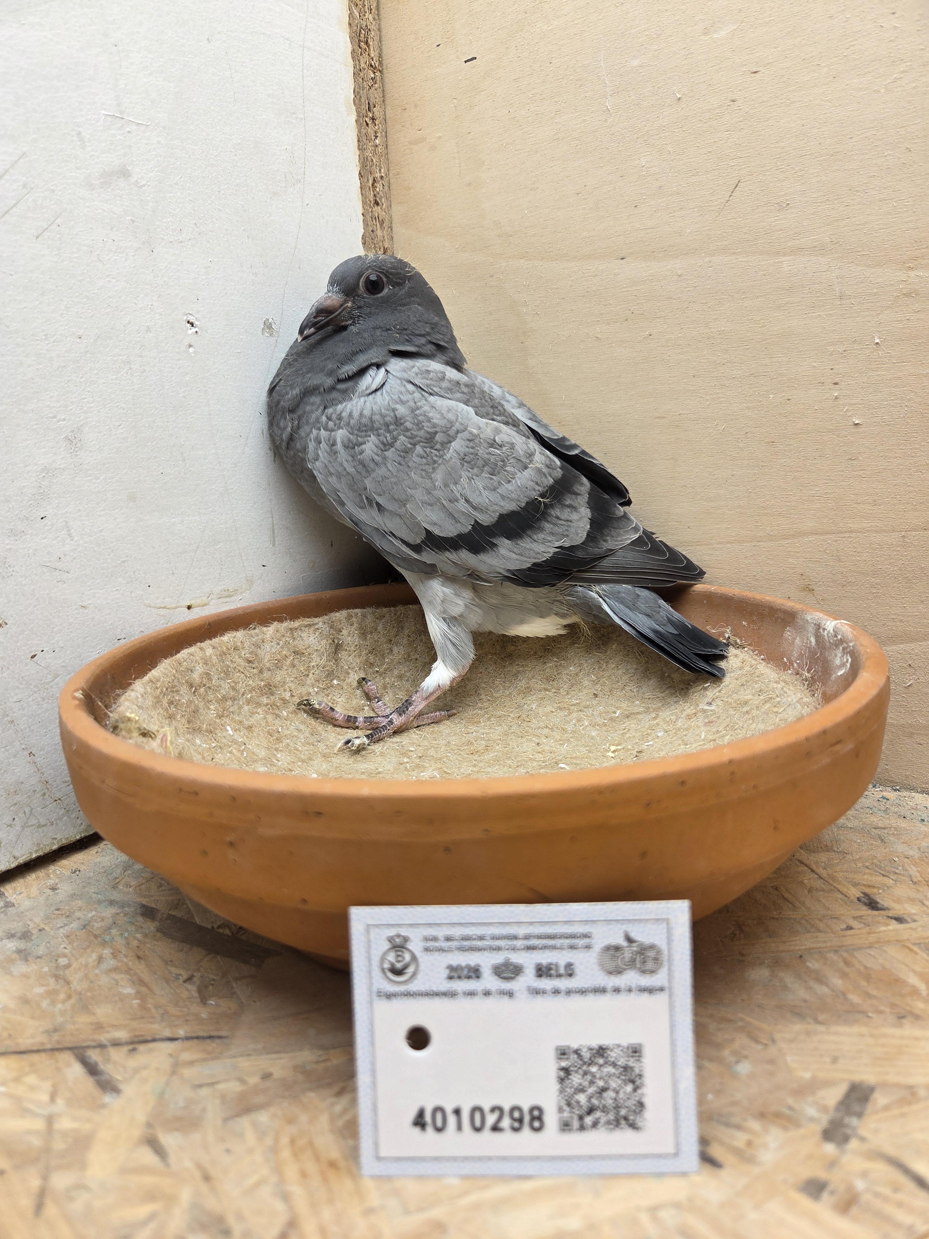 298 - Kleinzoon Pitbull x Porsche-lijn