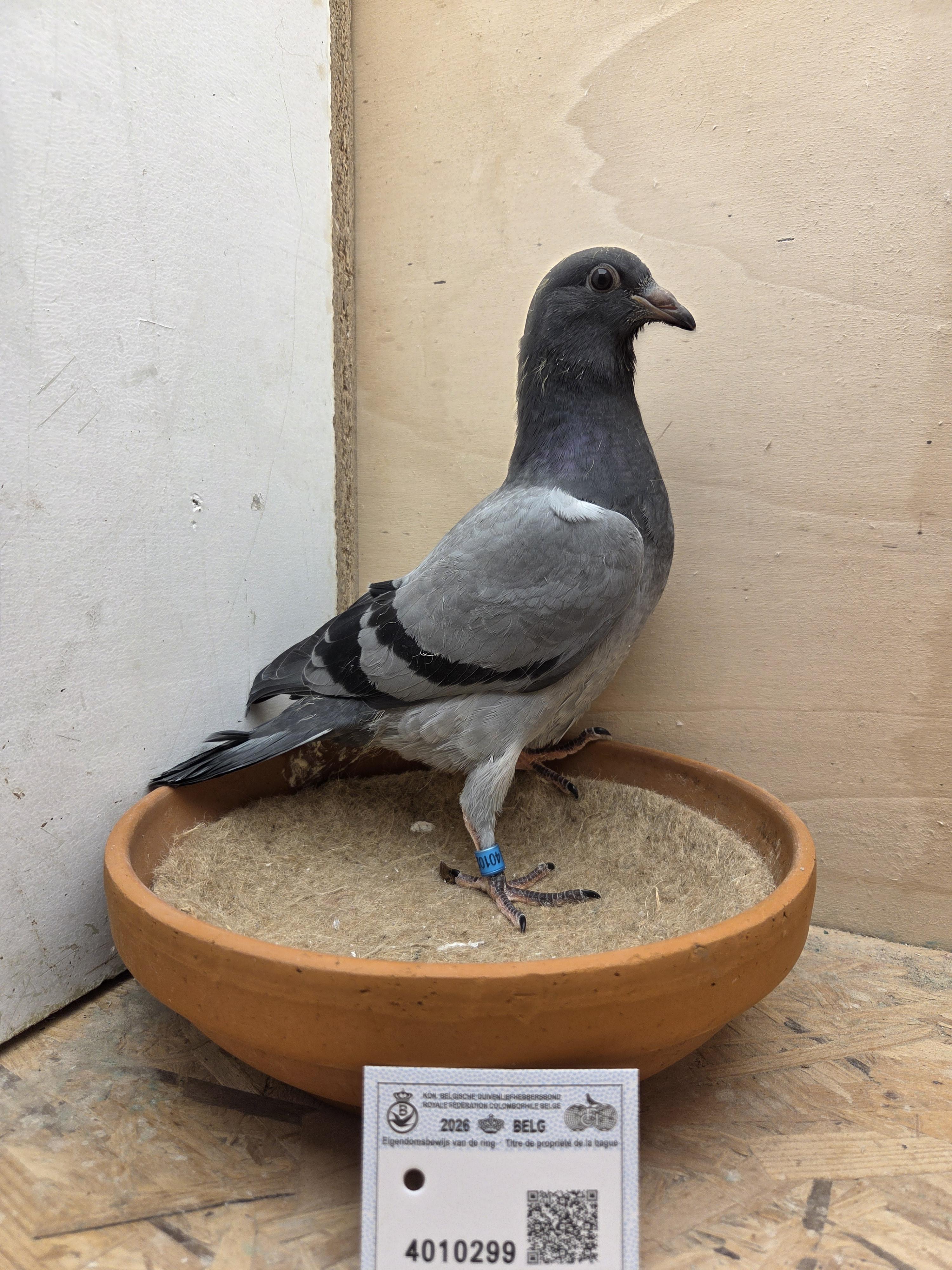 299 - Porsche-lijn Appelmans x Van Limbergen