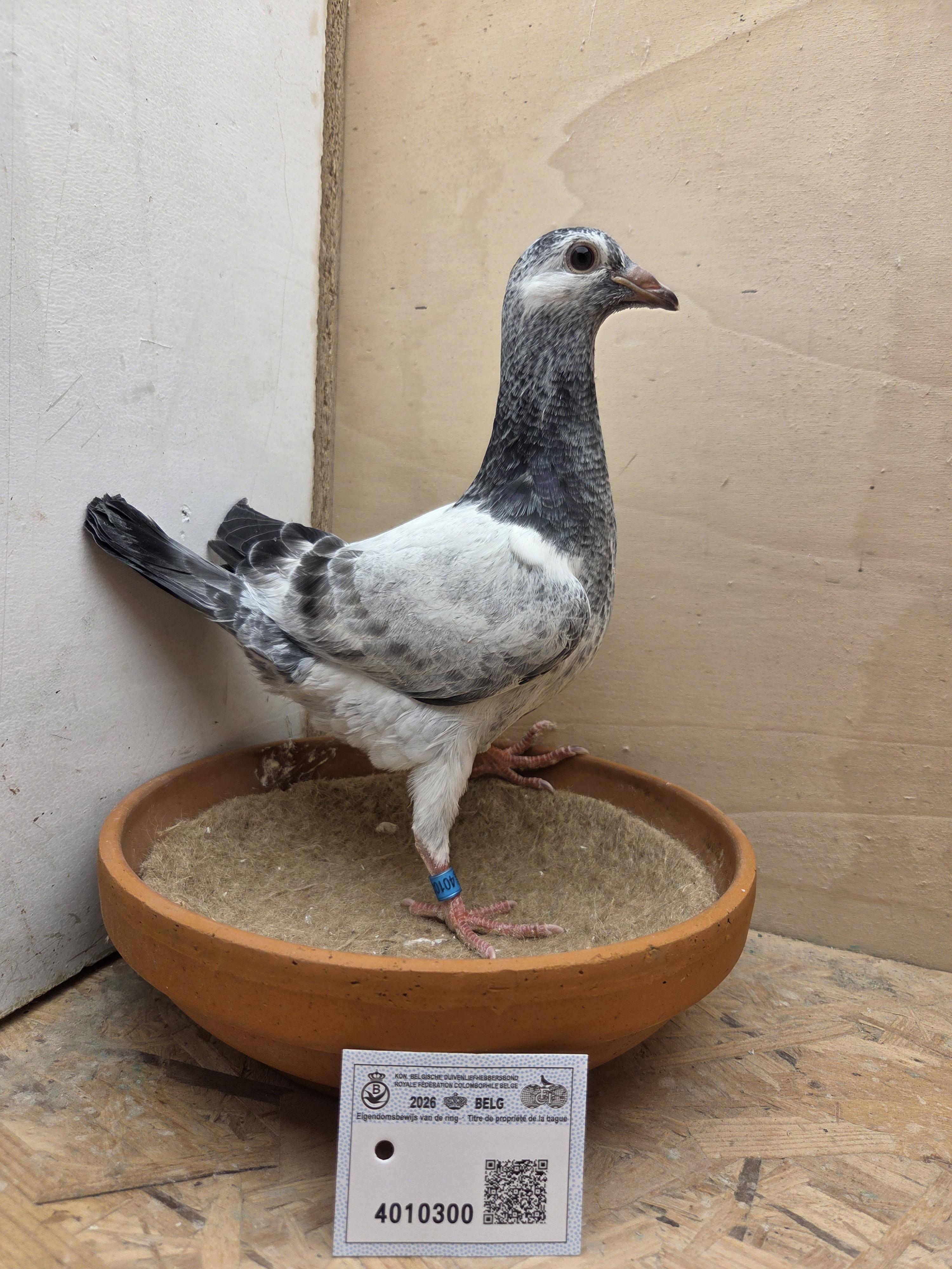 300 - Porsche-lijn Appelmans x Van Limbergen