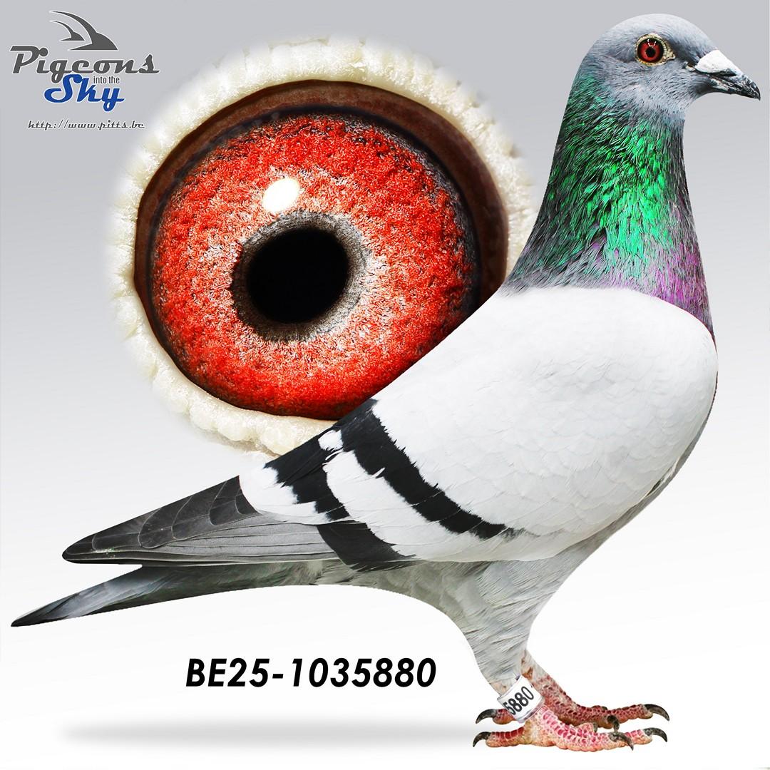 Zus "Le Tulle" : 1e Provinciaal Tulle & 1e Nat.Z.C. Tulle