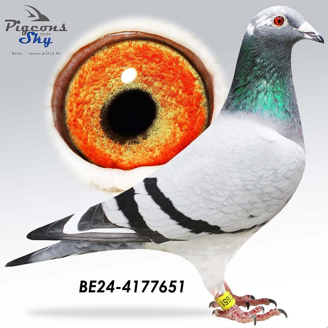 "De 651"- 7x /10 - Nicht "Typhoon" 2° Prov & 16° Nat Asduif