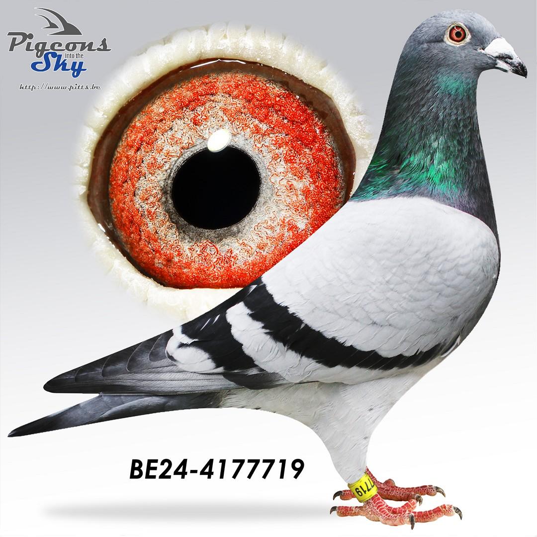 "De 719" Kleinzoon topkweker "Rambo"