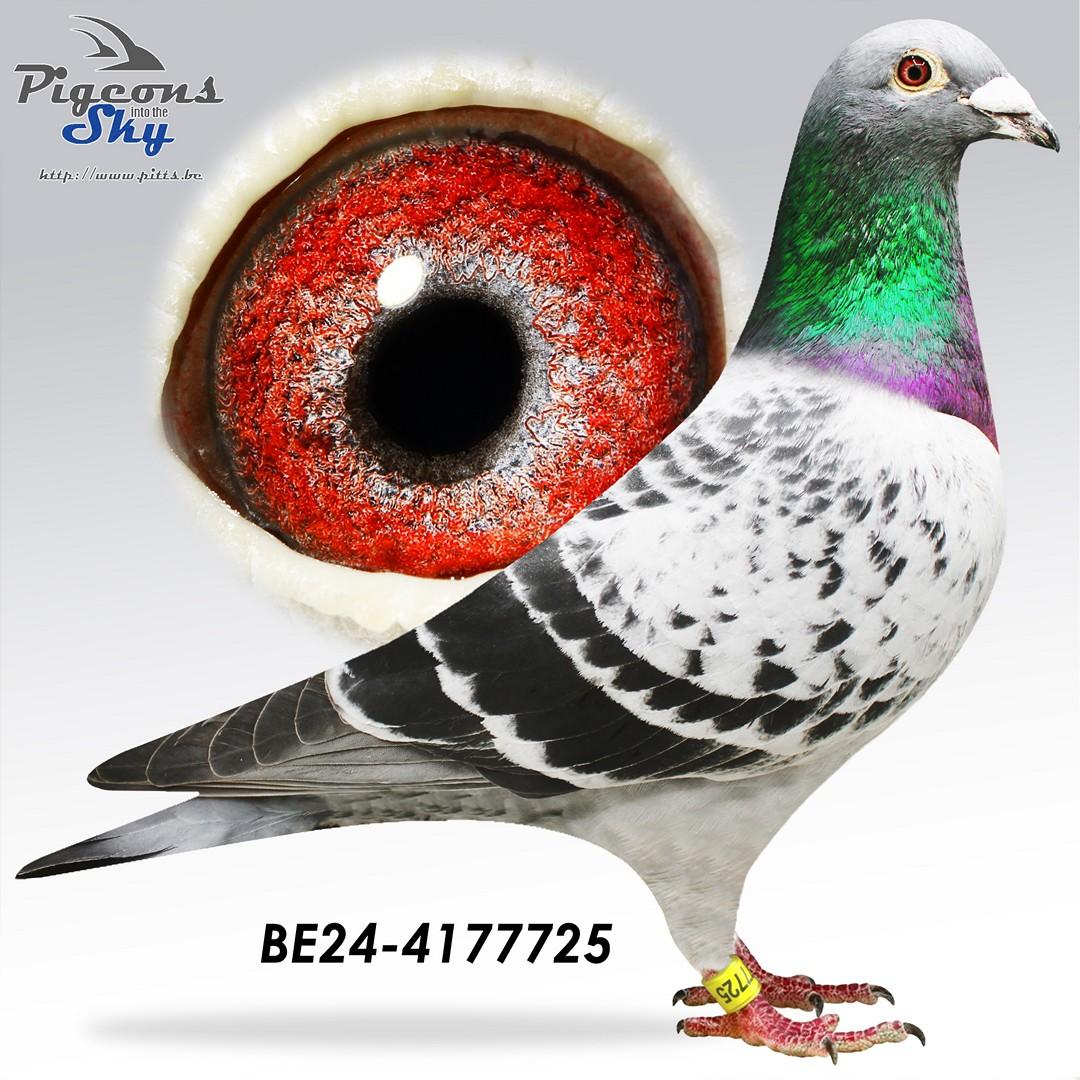 "De 725" 5x /10 - Kleinzoon topkweker "Rambo"