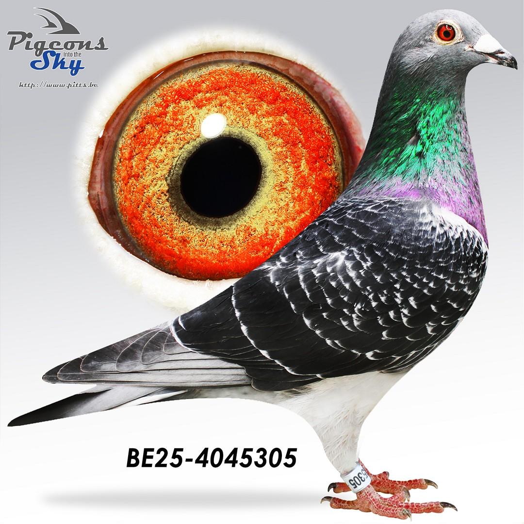 "Den 305" Kleinzoon "Adriaan" 9°Prov As & "Frulleke" 4° Prov As