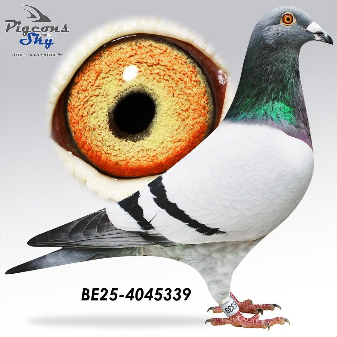 "Inteelt Rambo 339" 3x /10