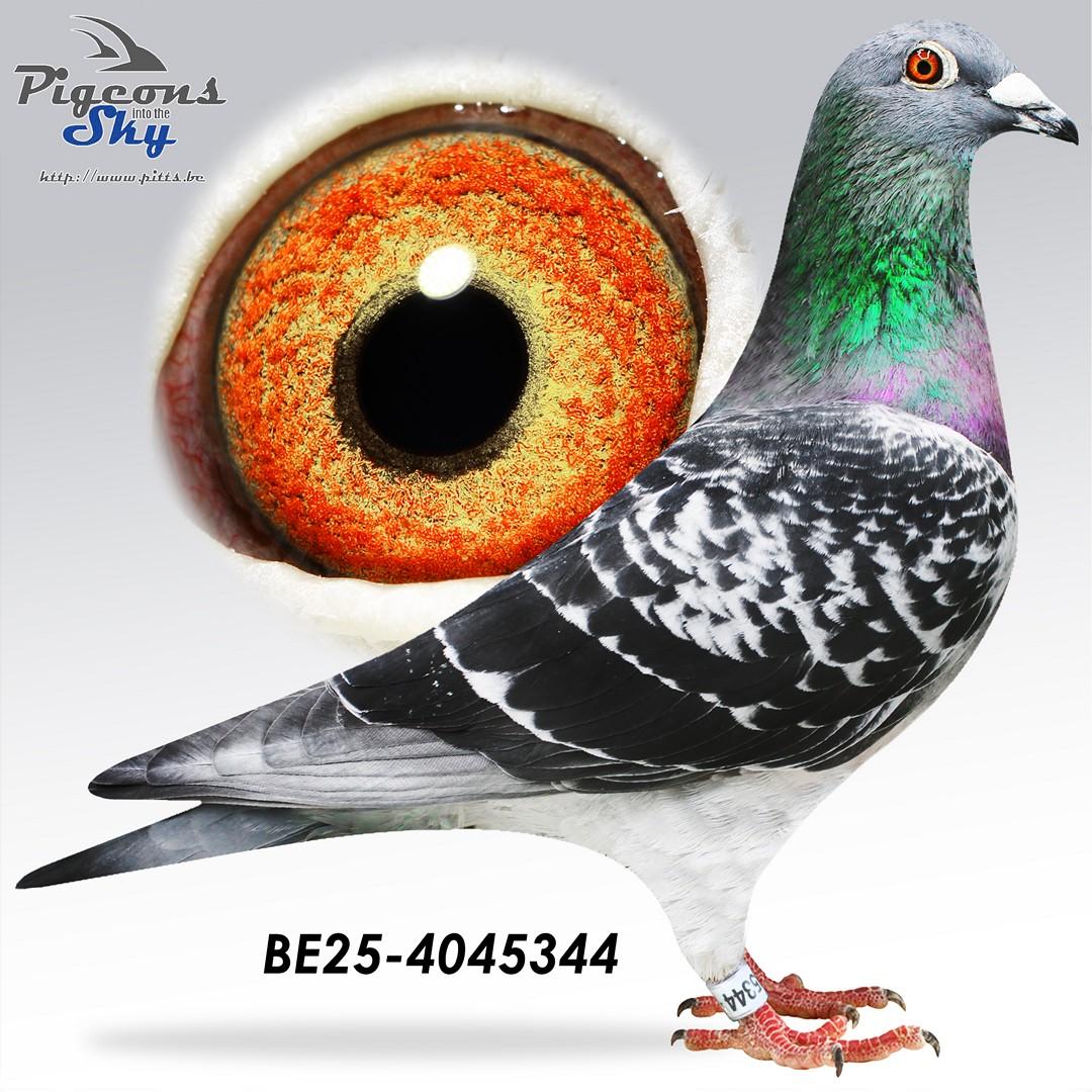 "De 344" 4x /10 - Kleinzoon basiskwekers "Rambo" & "Piraat"