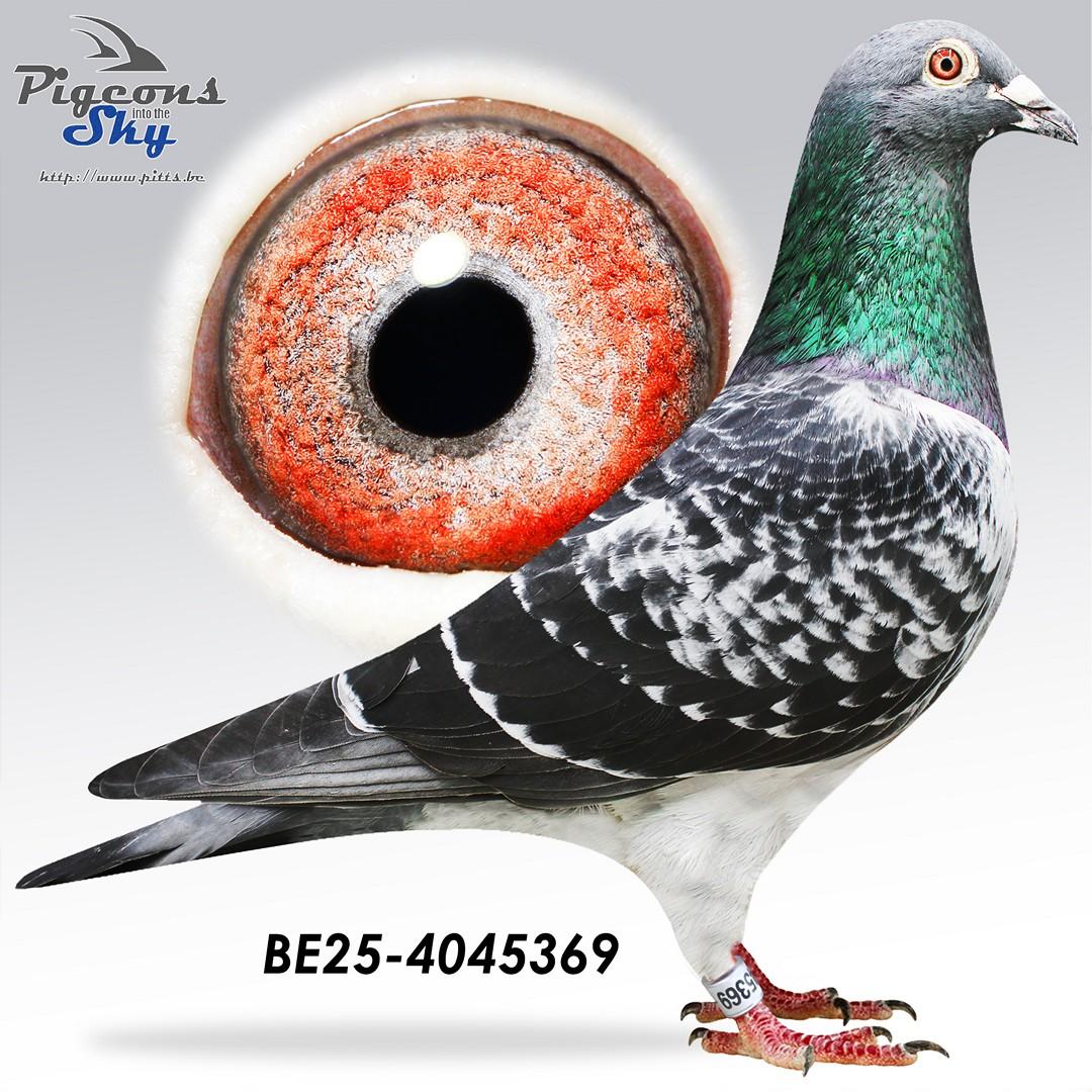 "De 369" 2x /10 - Kleinzoon "Top Gun": 3° & 8° Prov Asduif