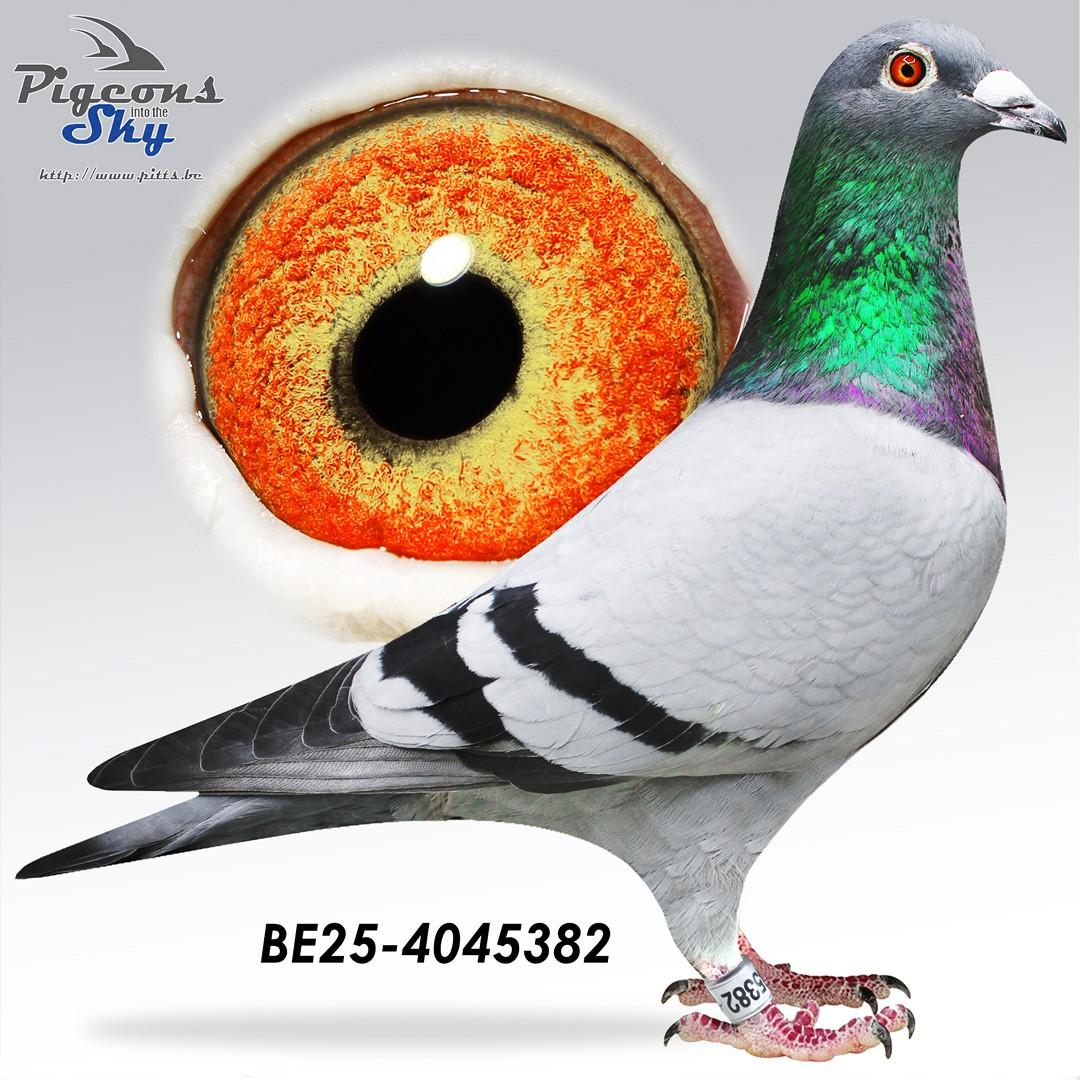 "De 382"- 3x /10 - Broer "Rambo" X Kleind. "Triggerfinger" Vandenheede