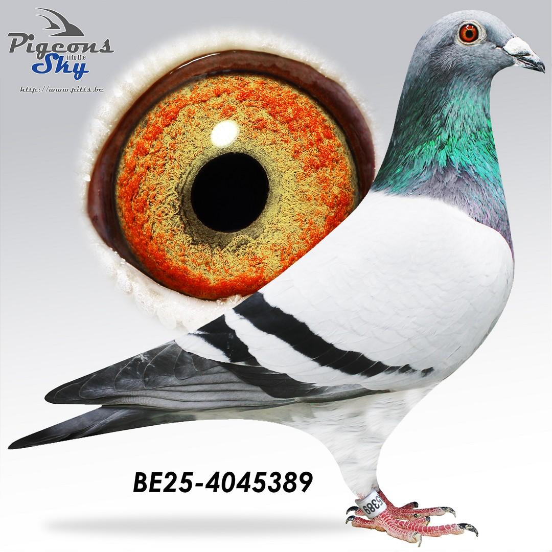 "De 389"- 4x /10 - Zoon topduivin "Argenta"