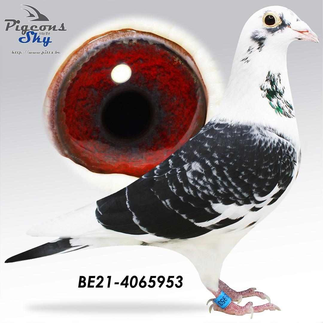 "Inbred Baeck 953" Inteelt naar stamdoffer "Ouden Baeck"