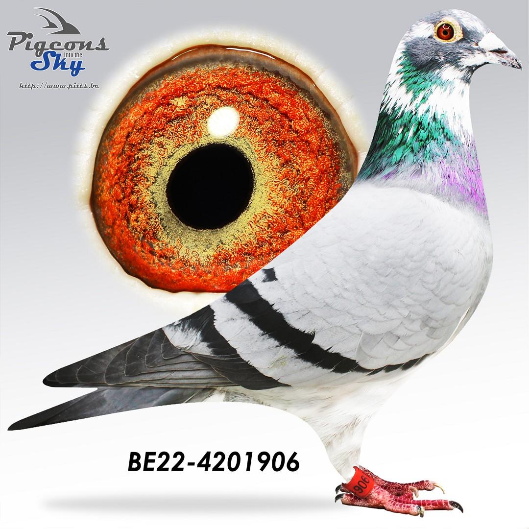 "Inbred Baeck 906" Inteelt naar stamdoffer "Ouden Baeck"