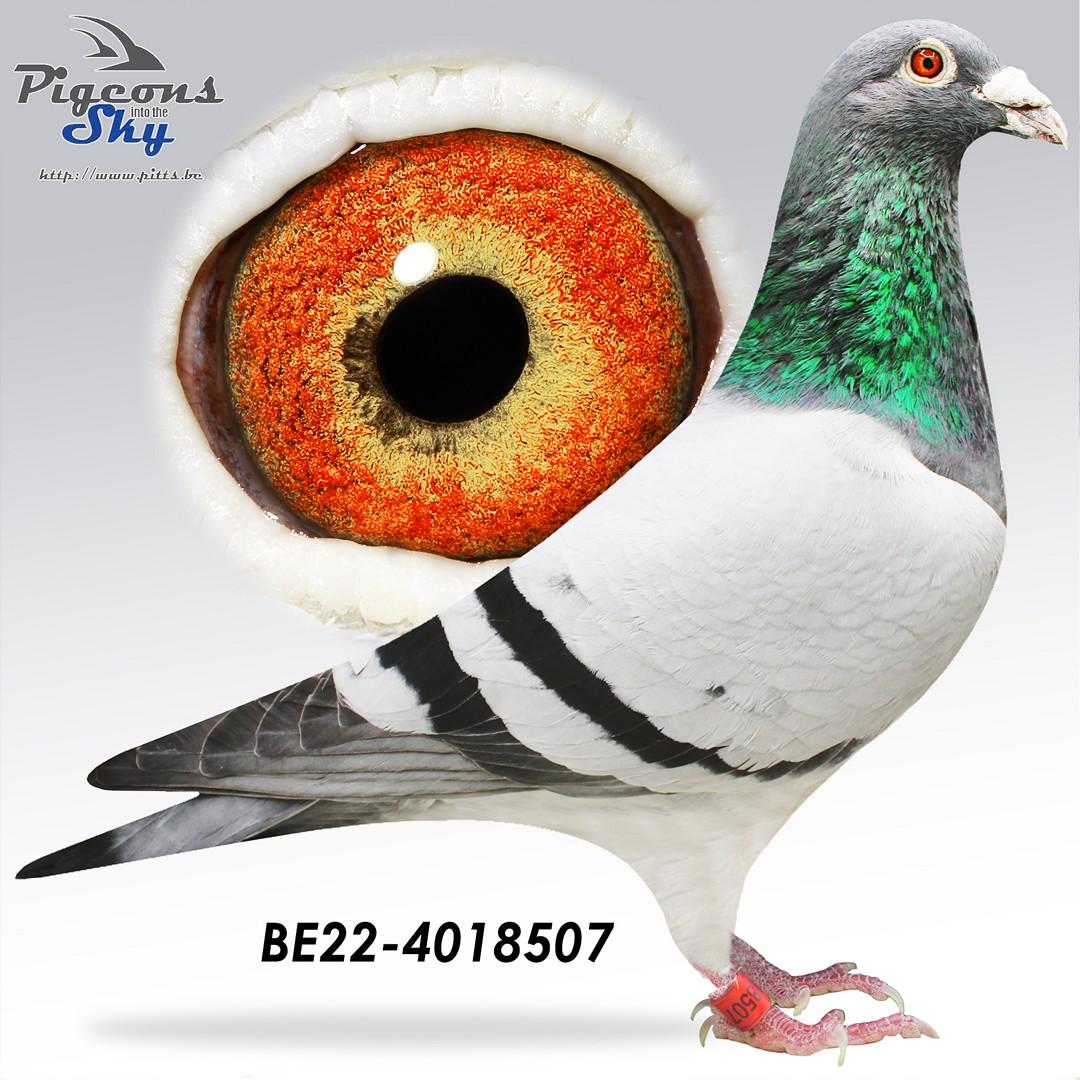 3x /10 >600km - Halfbroer "Luna": 6x 1e & 10. Prov Asduif