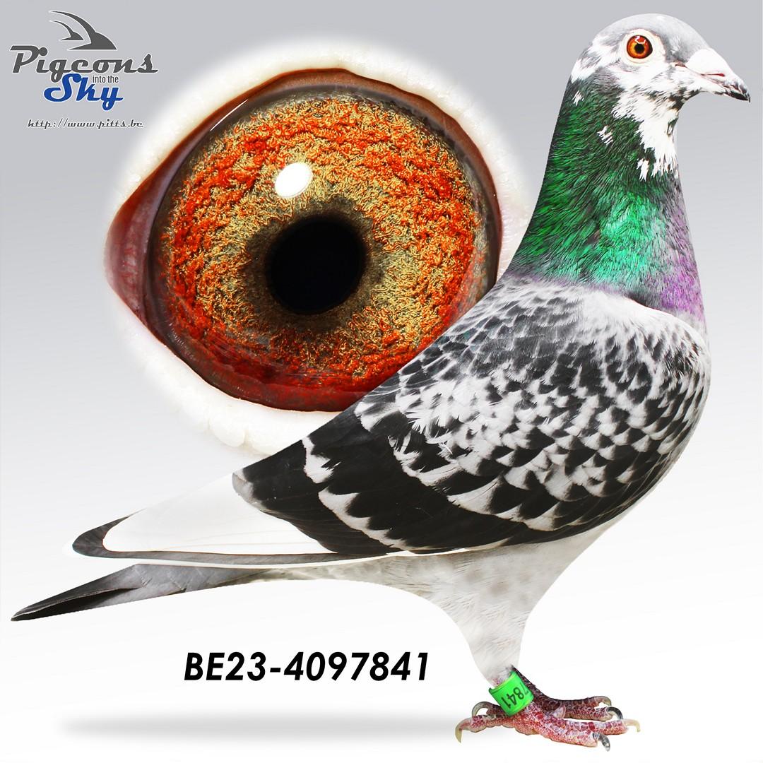 "De 841"- Zus "Adriaan" x Demely