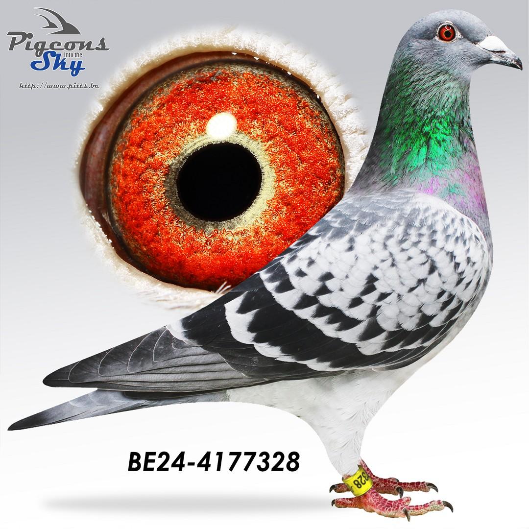 Kleinzoon "New Jens" De Saer X Kleindochter "Rudy"