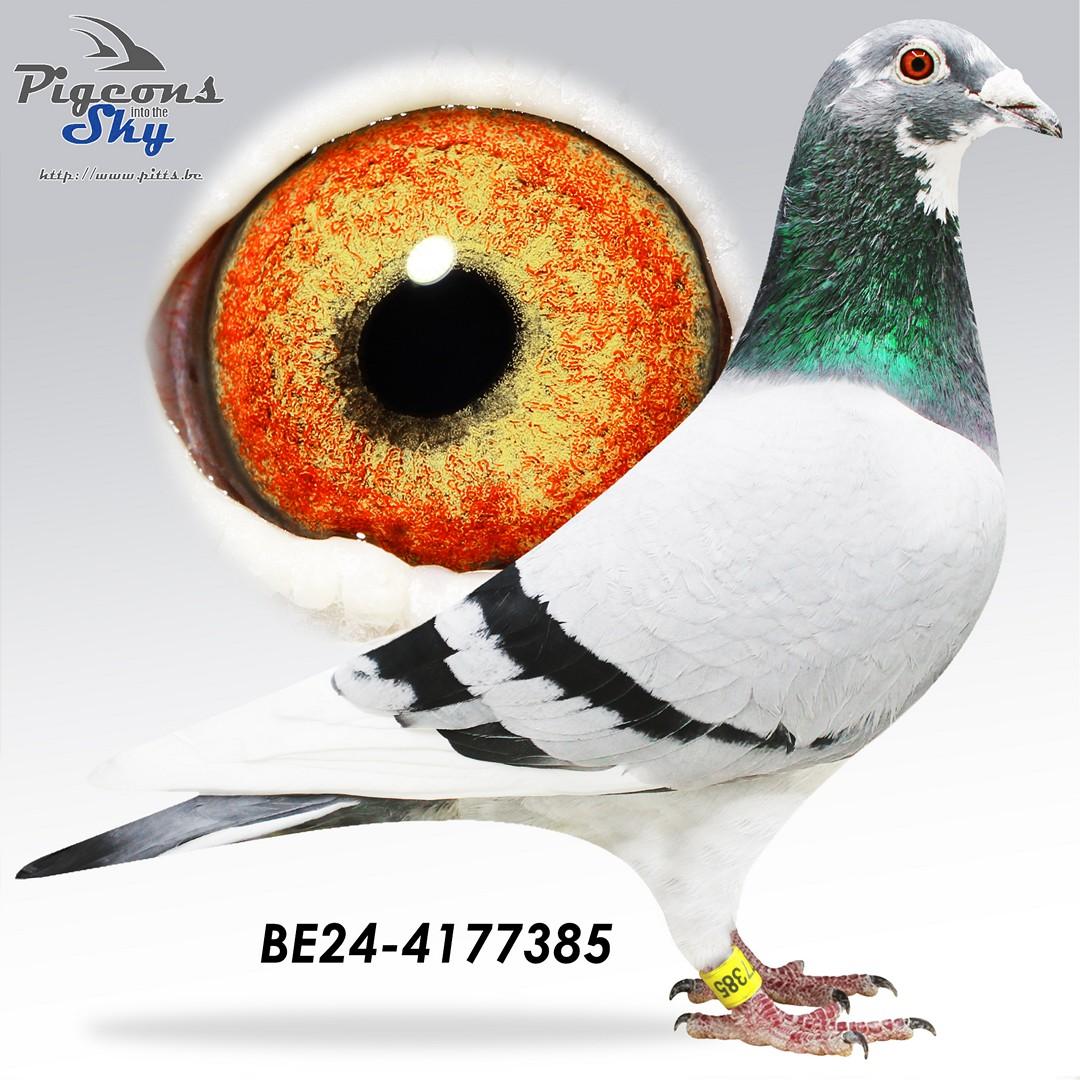 Inteelt "Rambo" X Inteelt "Eddy"