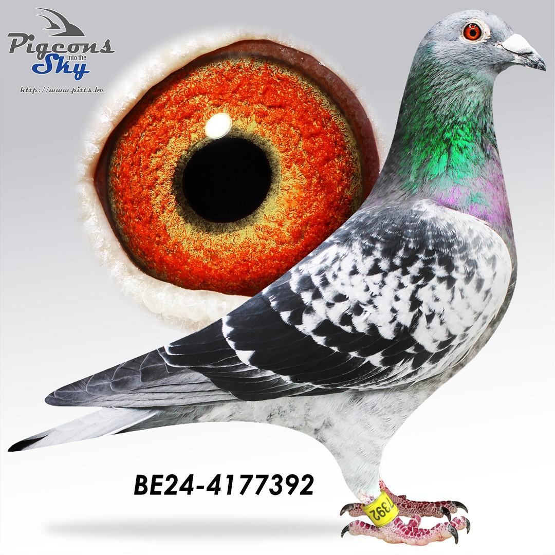 Zoon "Telstar" 3° Prov Asduif