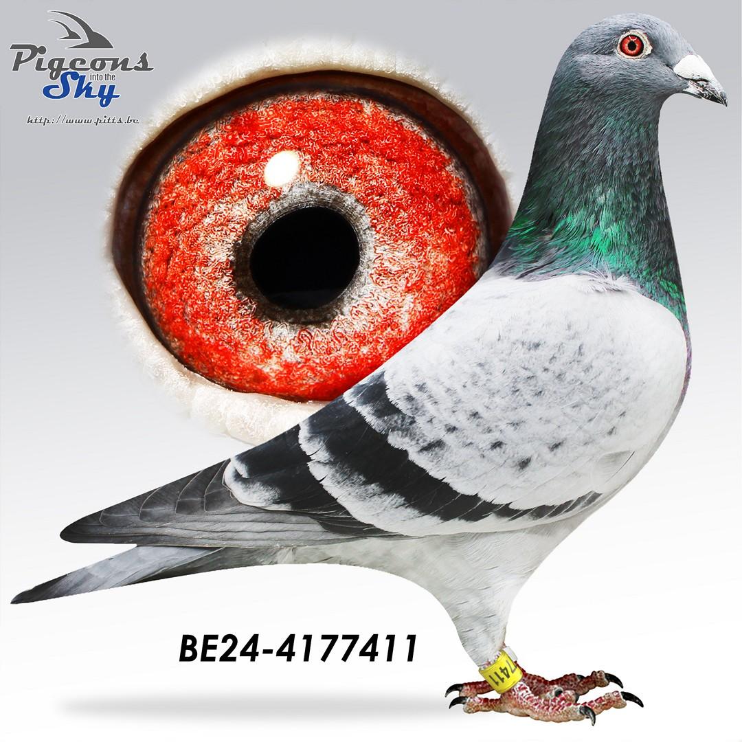 Halfbroer ARGENTO: 1. Nat Z & 2. Prov Argenton '25