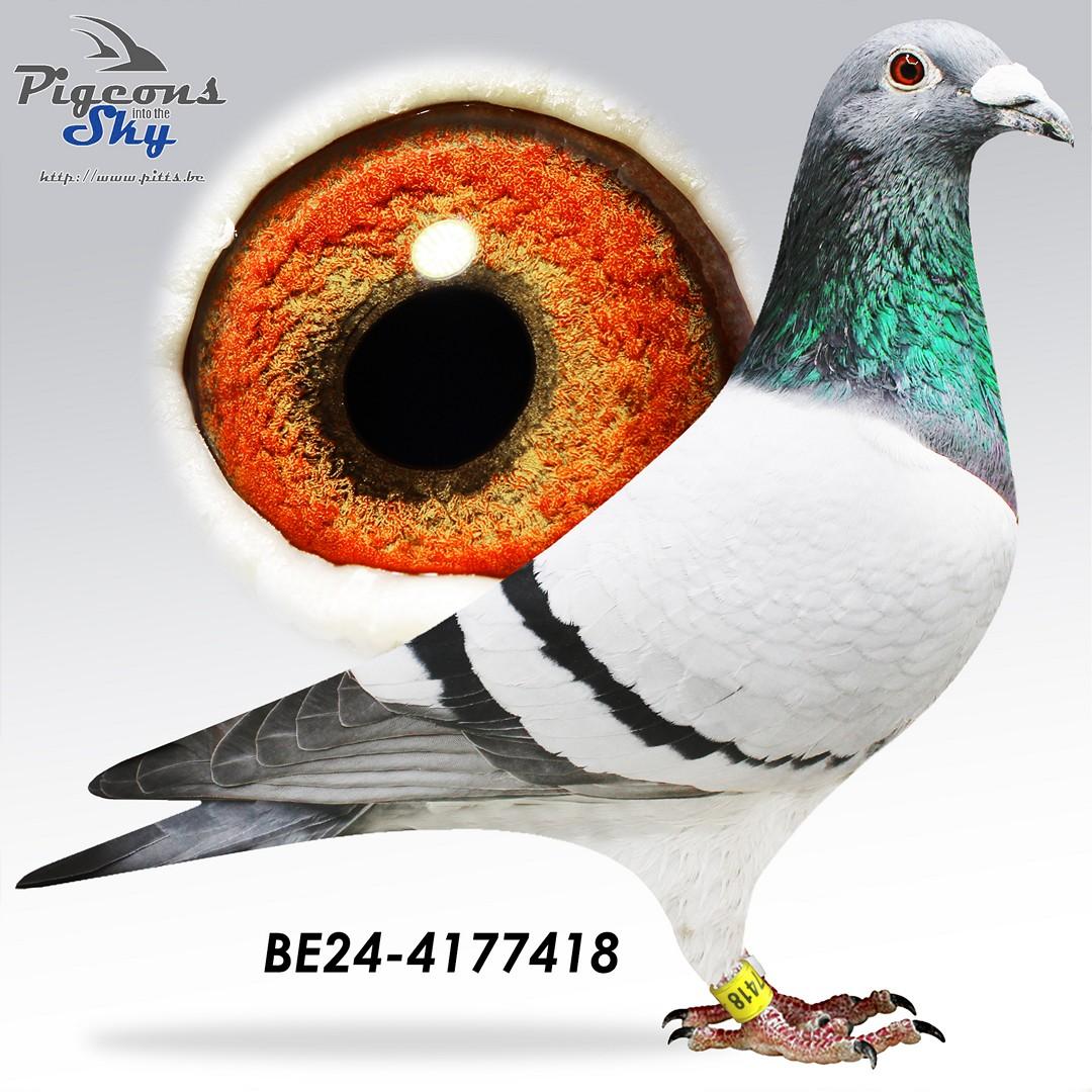 Zoon "Luna" 6x1e & 10. Prov As - Uit kleinzoon "Finn"