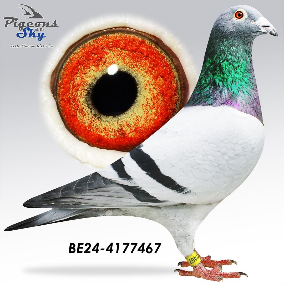 Zoon topduivin "Sproetje" - Kleinzoon "Finn"