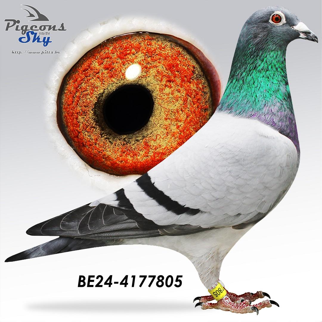 Kleinzoon "Argenta" & "Bontje 177" - "Finn"-lijn Van Gaver