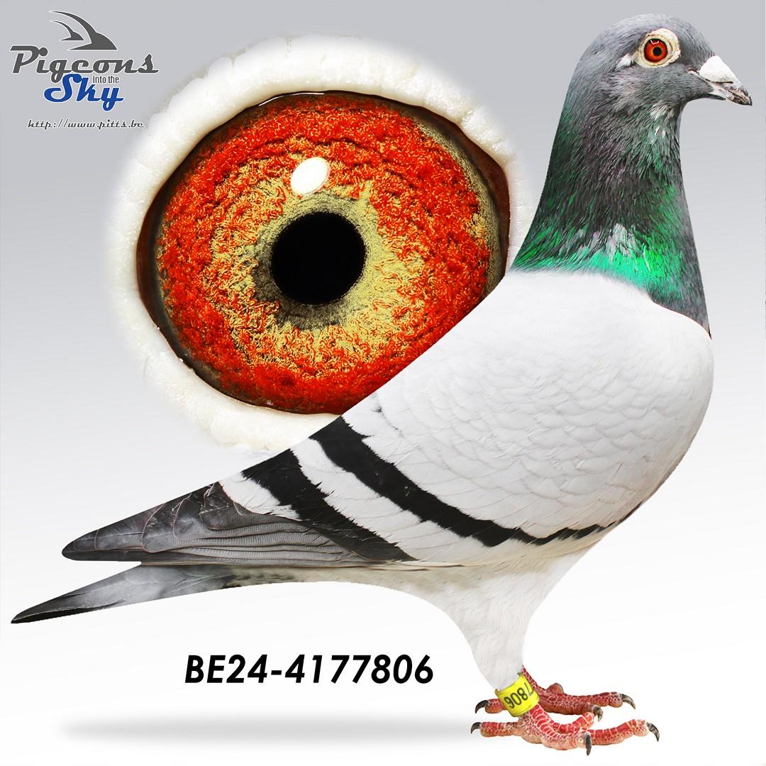 Volle broer "Harten Aas" X Inteelt "Rambo"