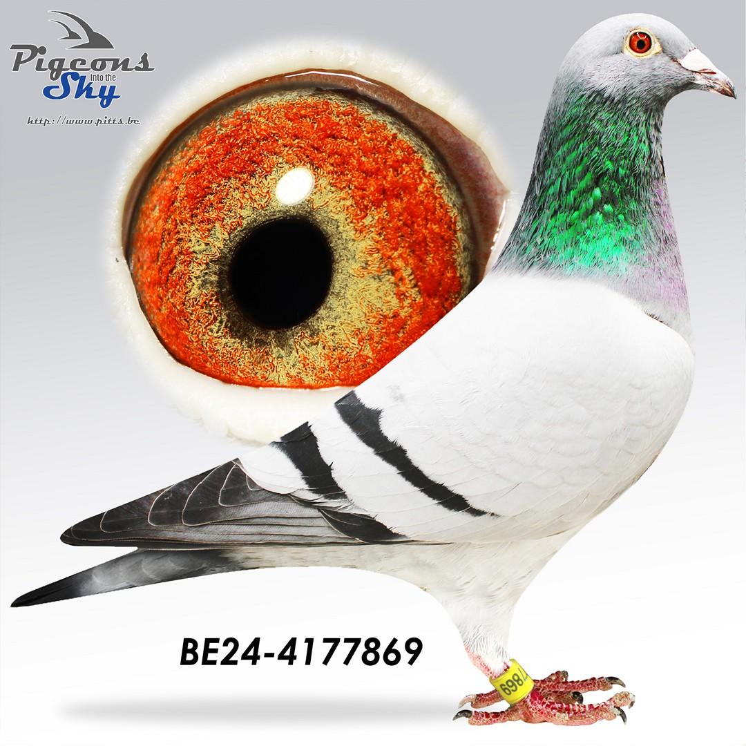 *TOPAANBIEDING*4 bewezen kwekers als grootouders