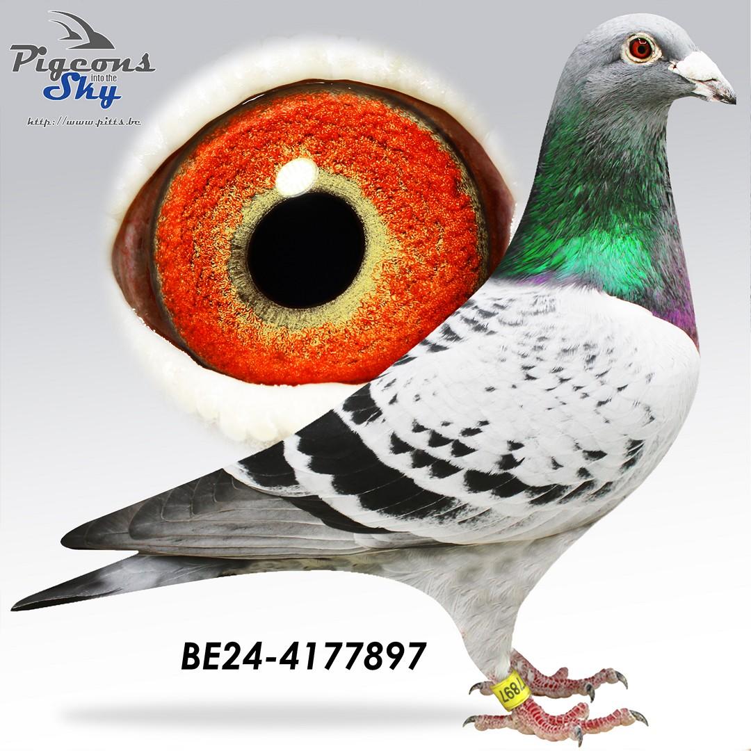 "De Grote 897" - Halfbroer "Miss Perfect": 3°/6°/8° Prov Asduif