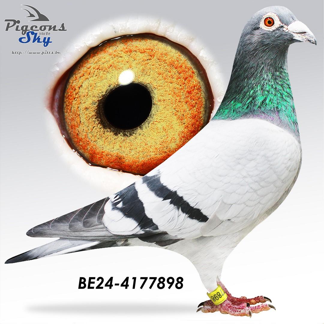 "All Vandenabeele" - "Rudy" x "Harry" x "Neptunus"