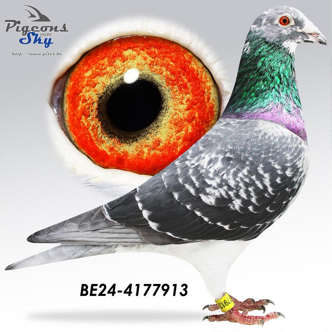 Inteelt "Rambo" x "Adriaan" x "Helena"