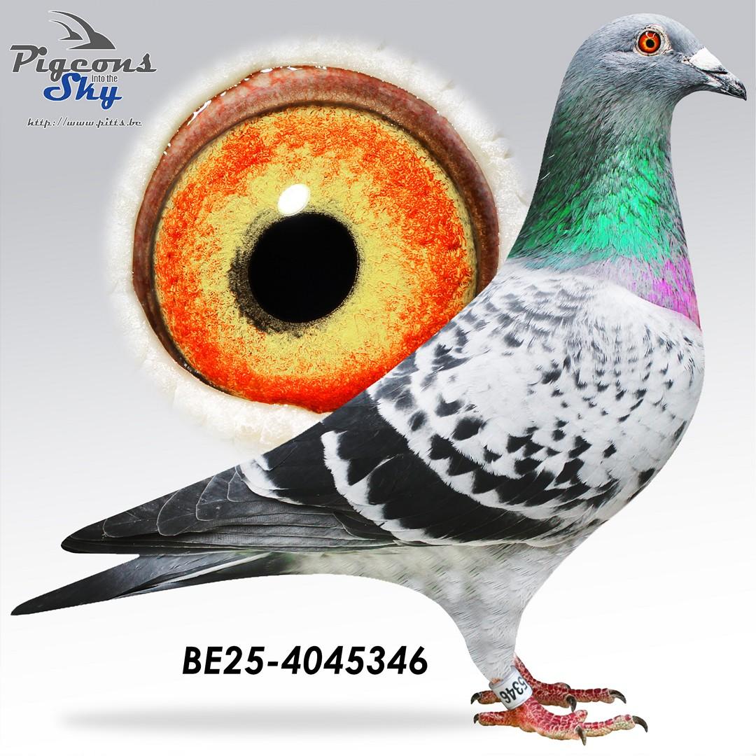 "All Legends 346" - Adriaan - Finn - Rambo - Rudy