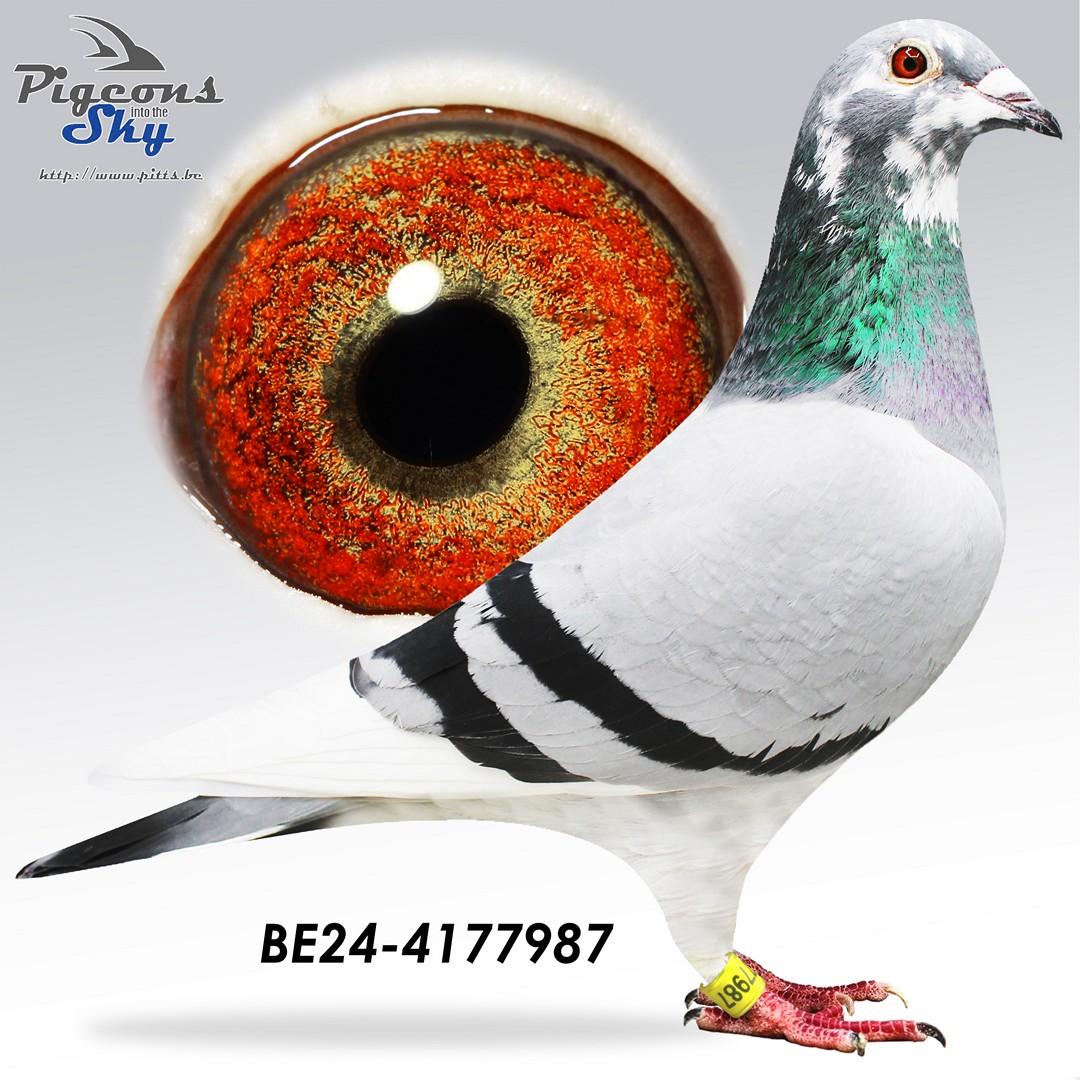 Zoon "Big Rudy" X dochter "Frulleke"