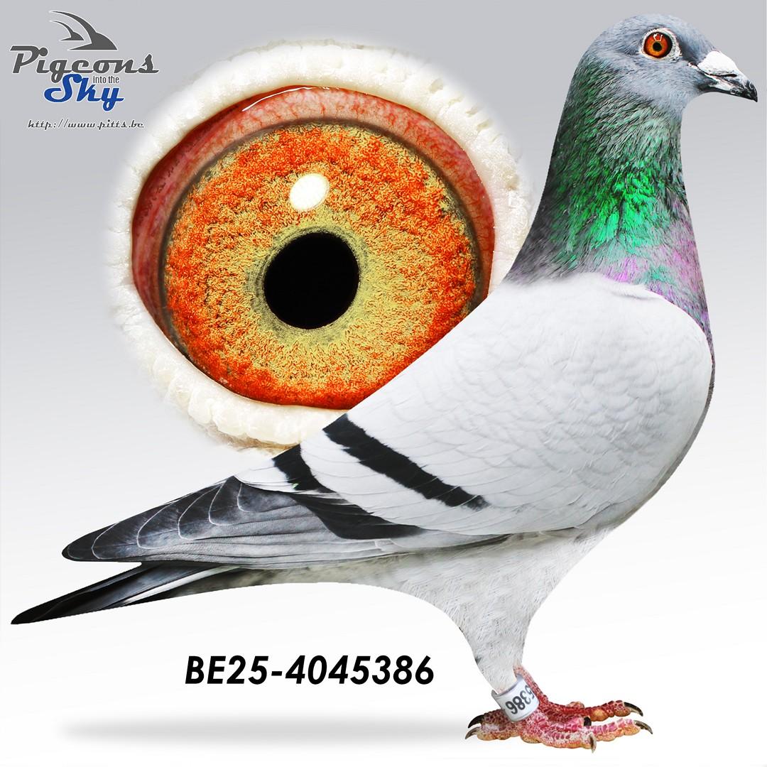 "All Vandenabeele 86"